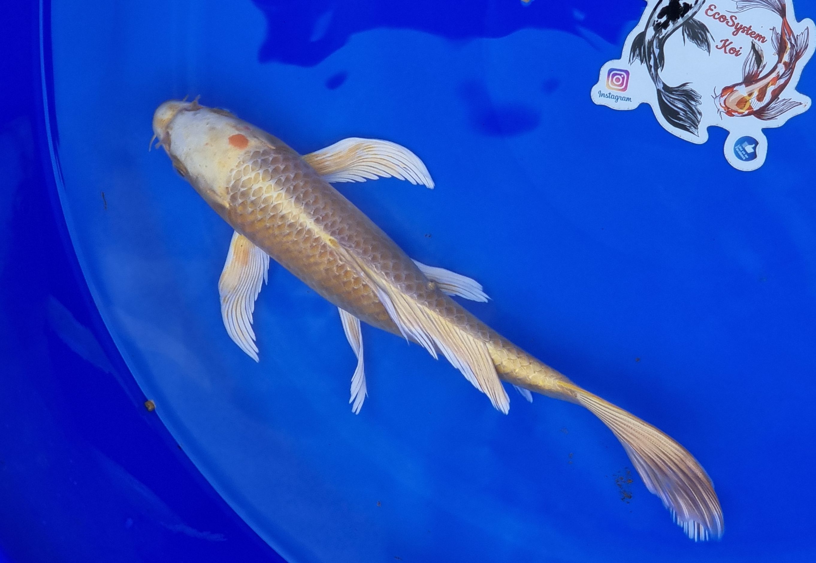 Butterfly Koi EcoSystem Koi Online