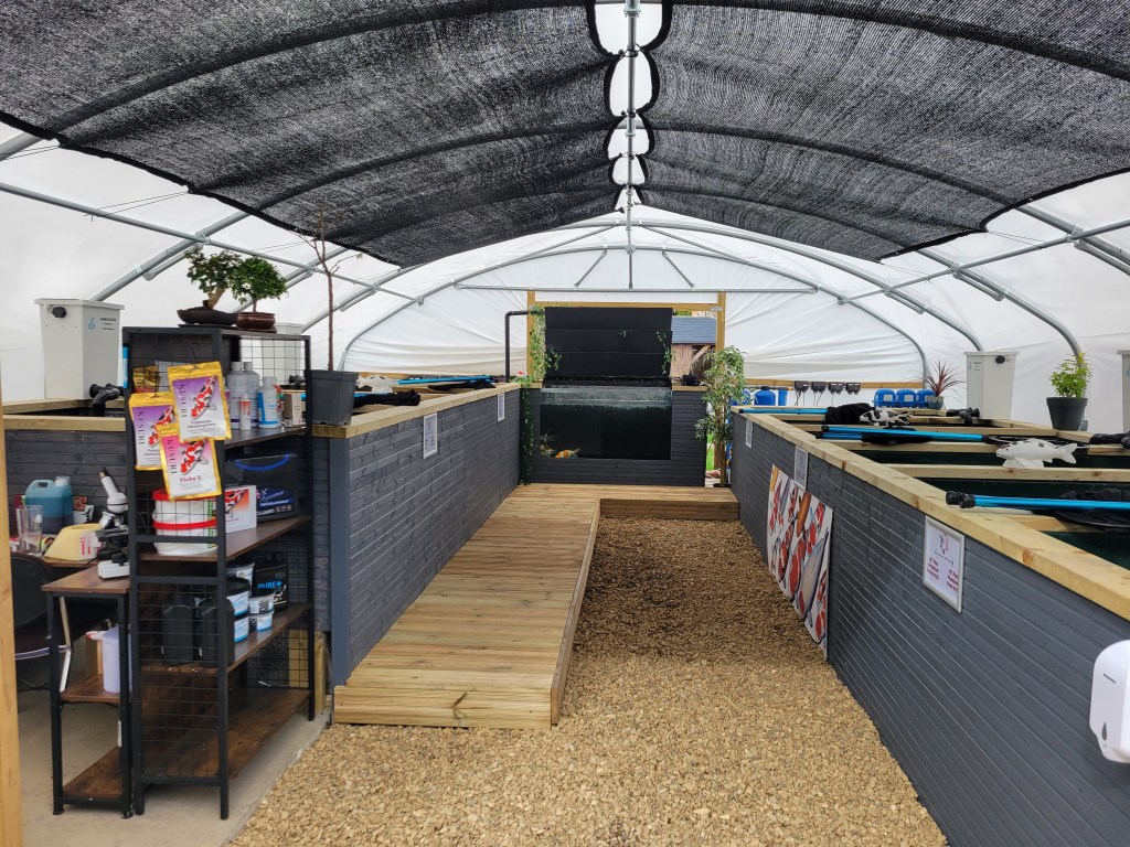Our Koi fish house polytunnel with 11 koi tanks/ponds and drum filters
