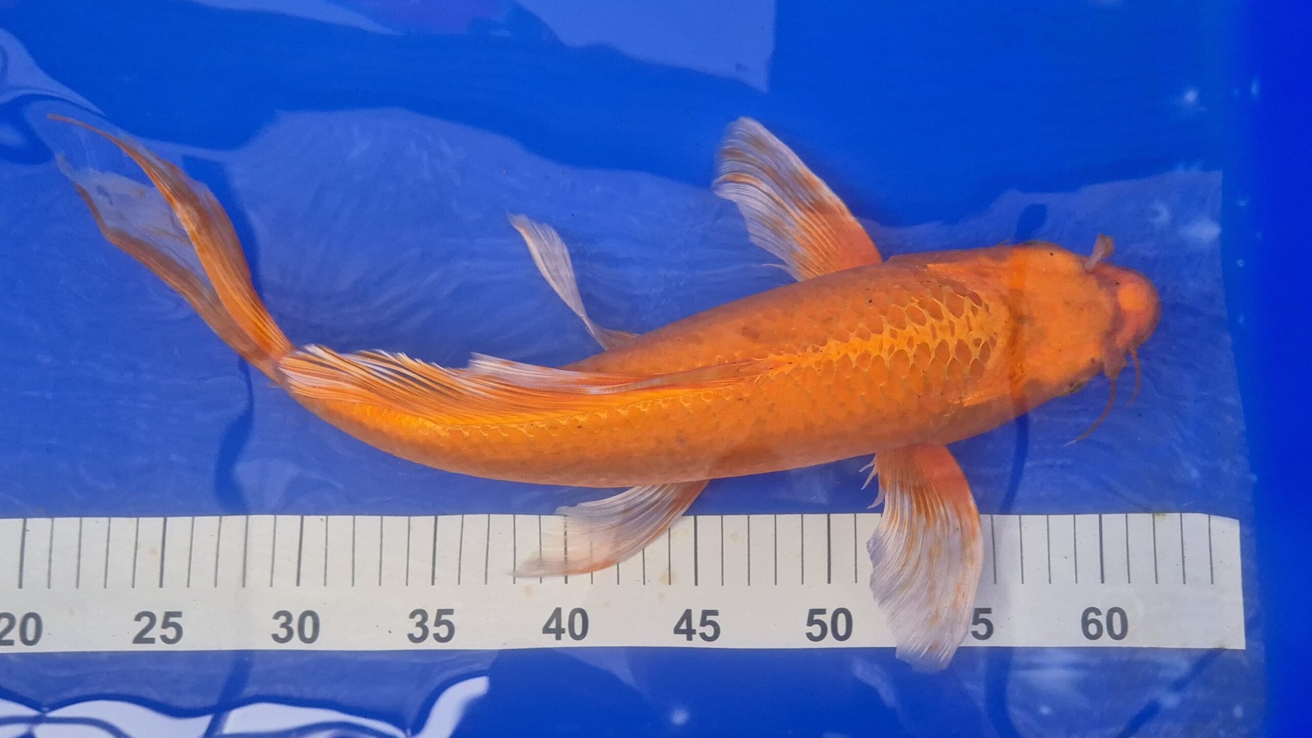 17" High Quality hand selected Orenji Ogon Butterfly Koi