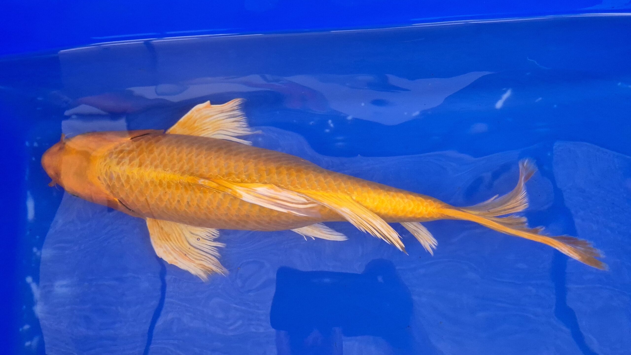 16" High Quality hand selected Yamabuki Ogon Butterfly Koi