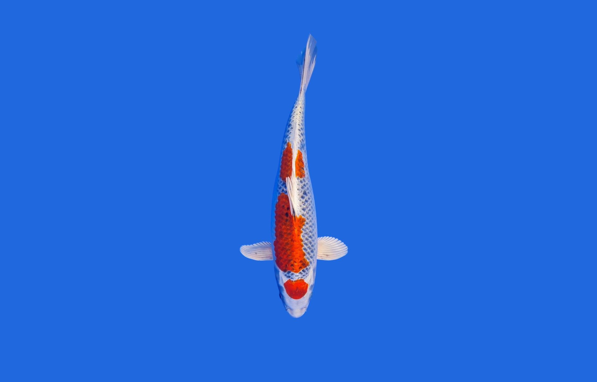 A Kujaku Koi carp