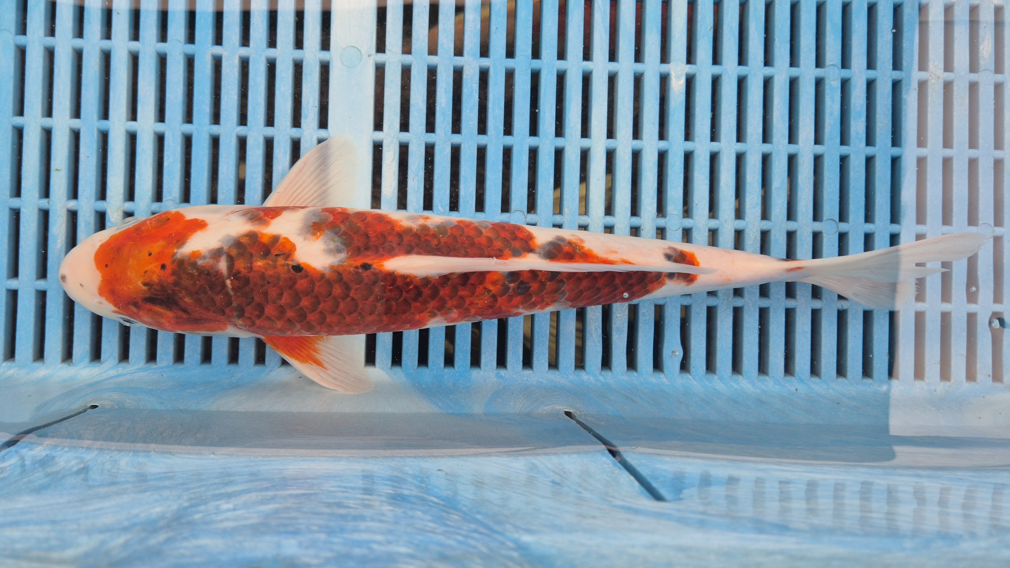 14" High Quality Hand Selected Goromo