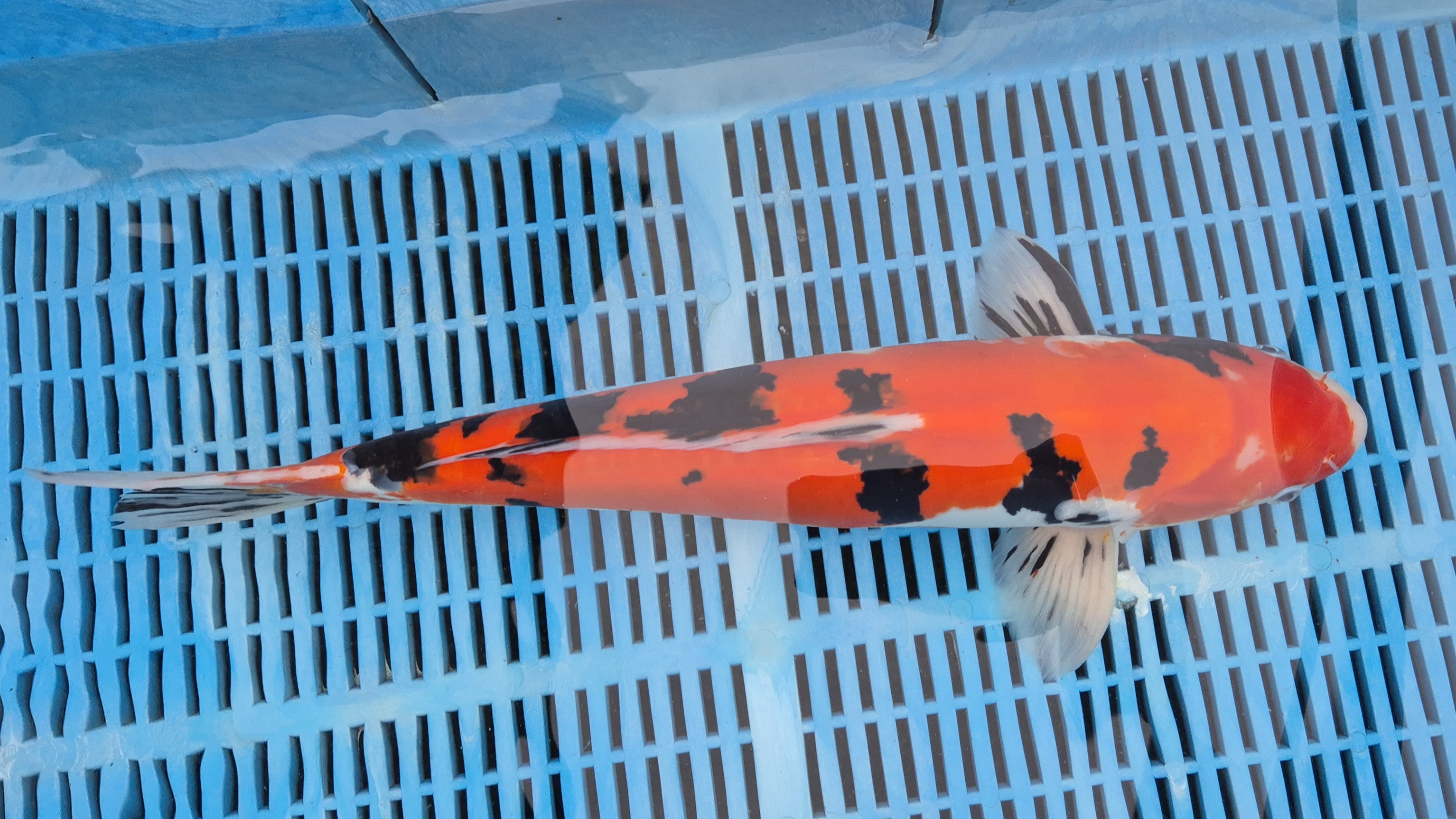 20" High Quality Hand Selected Doitsu Sanke