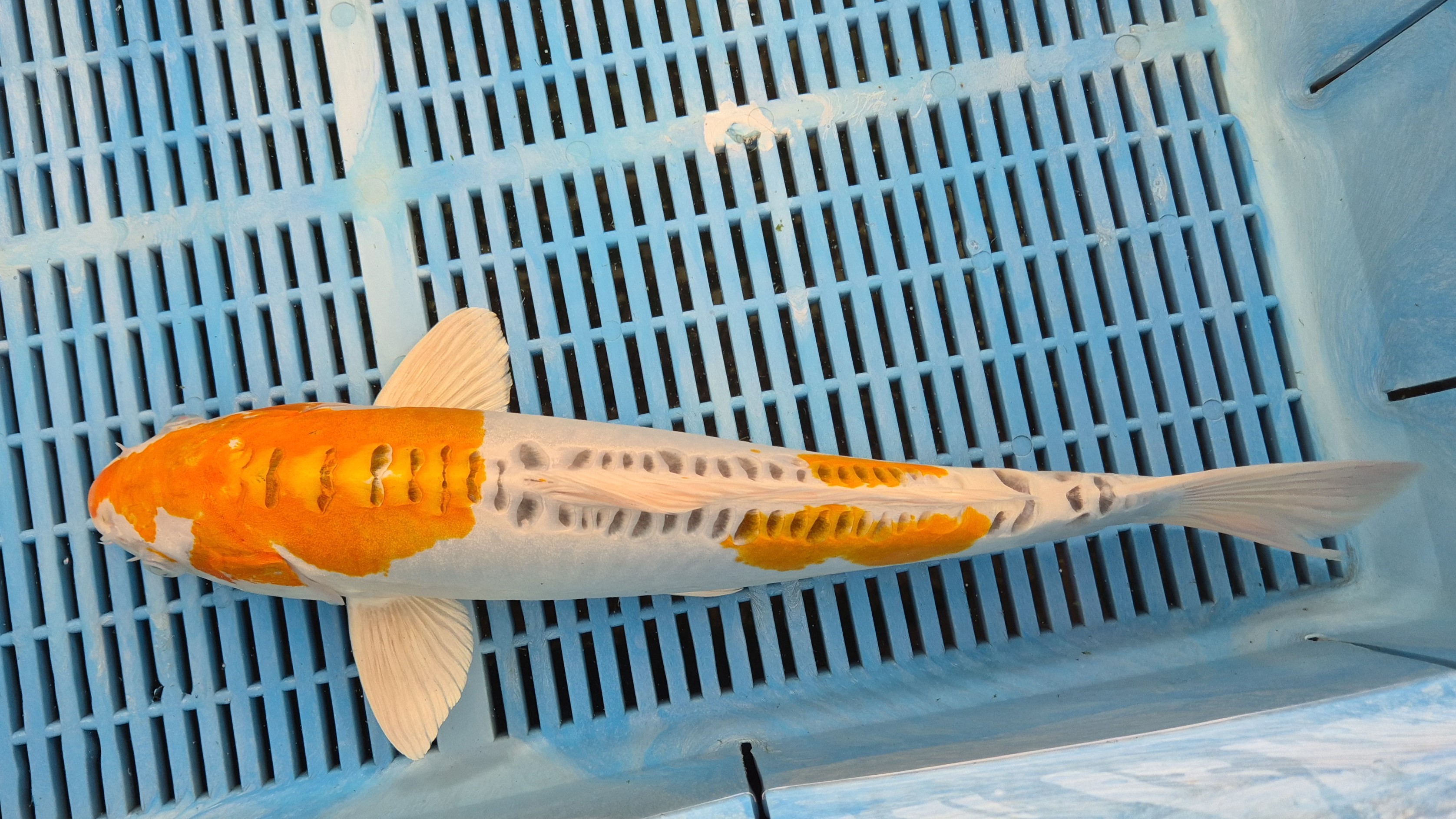 16" Premium Hand Selected Hariwake