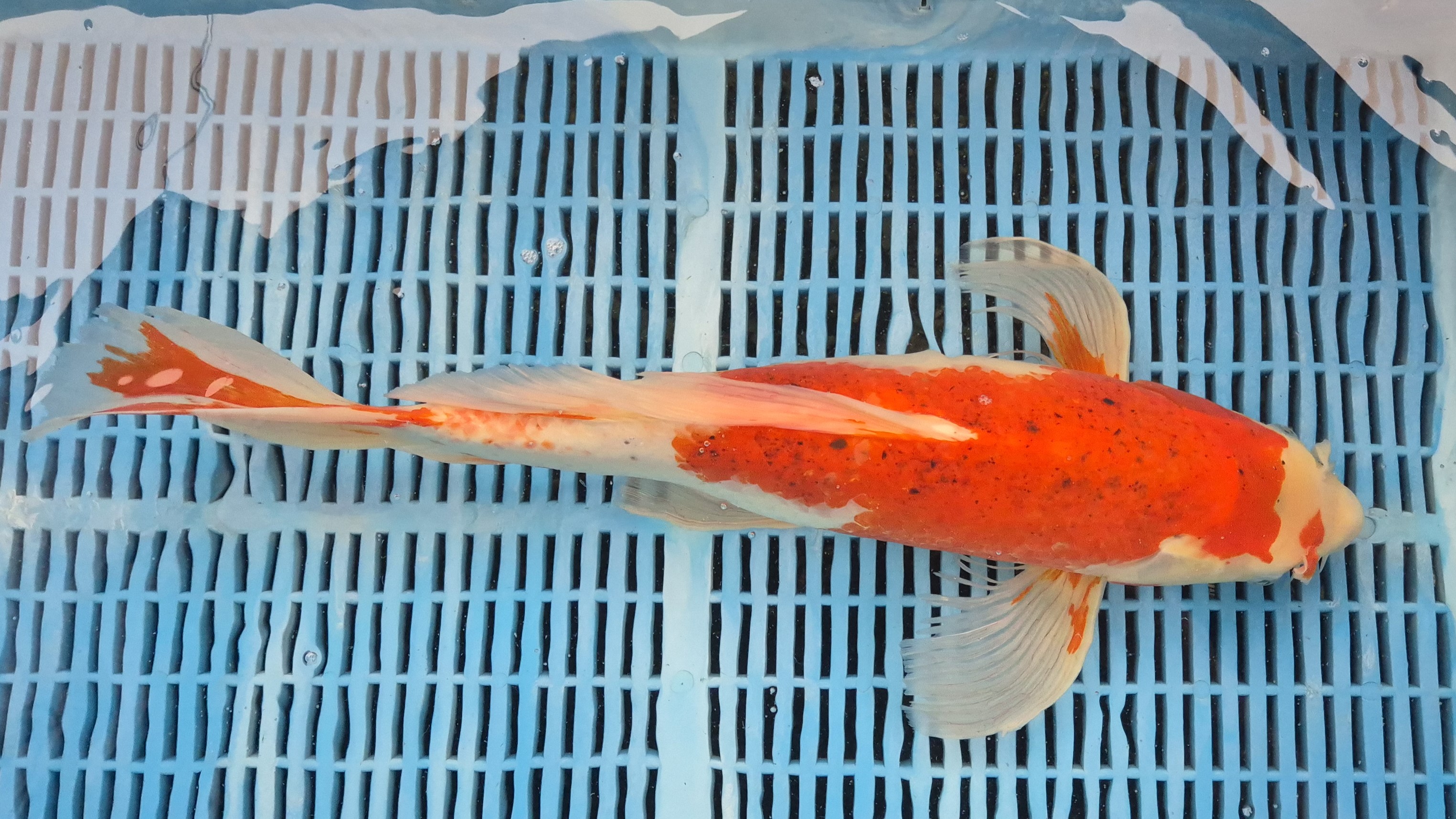 19" High quality hand selected Hariwake Butterfly Koi