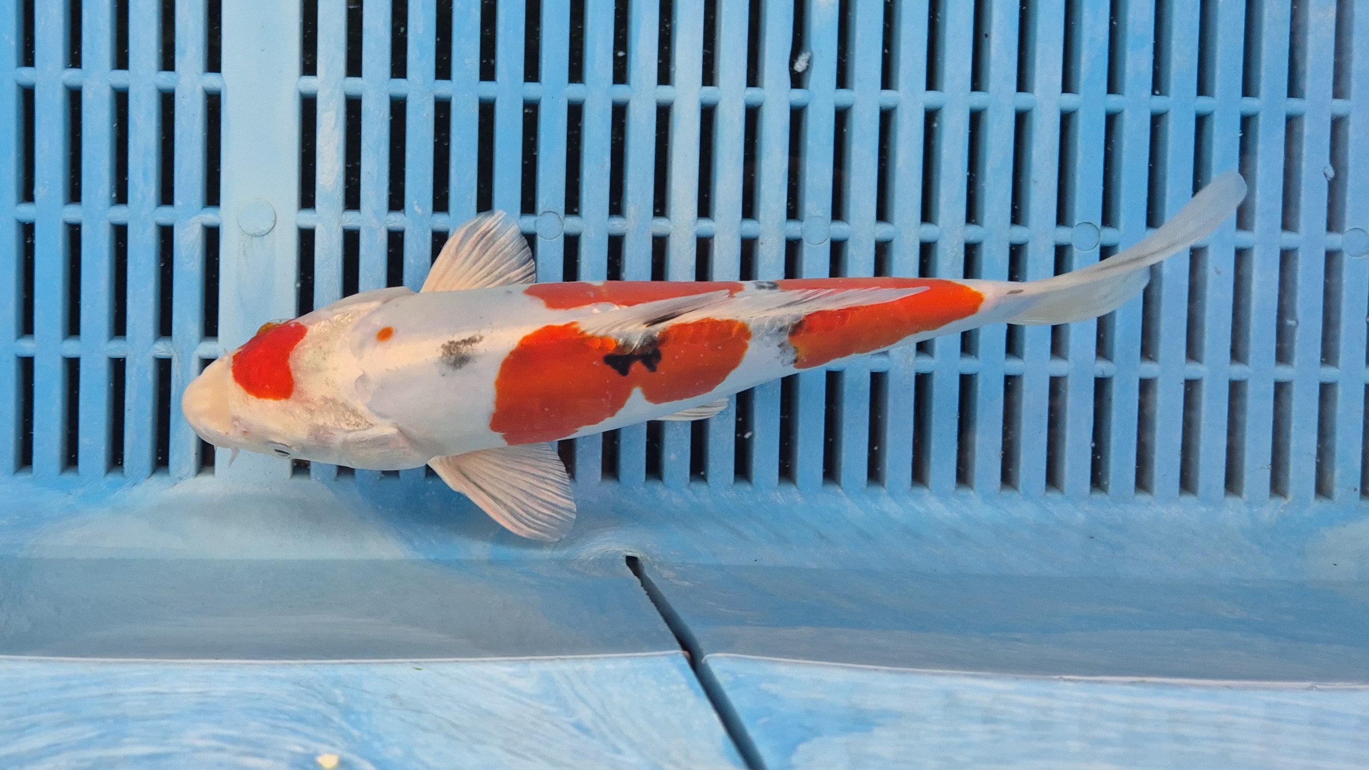 11-12" High Quality Hand Selected Yamato Nishiki