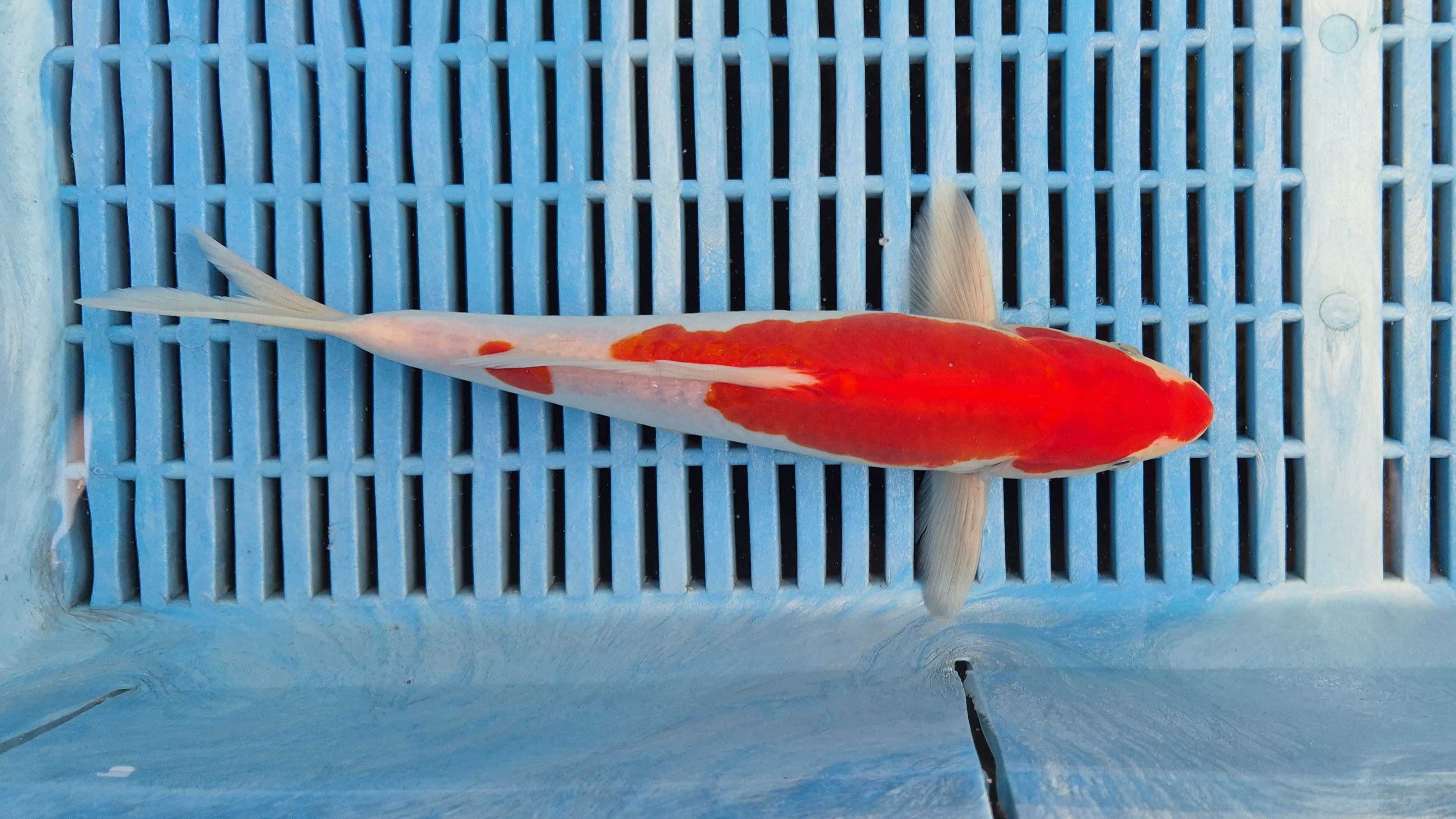 11" Premium+ Select Doitsu Kohaku