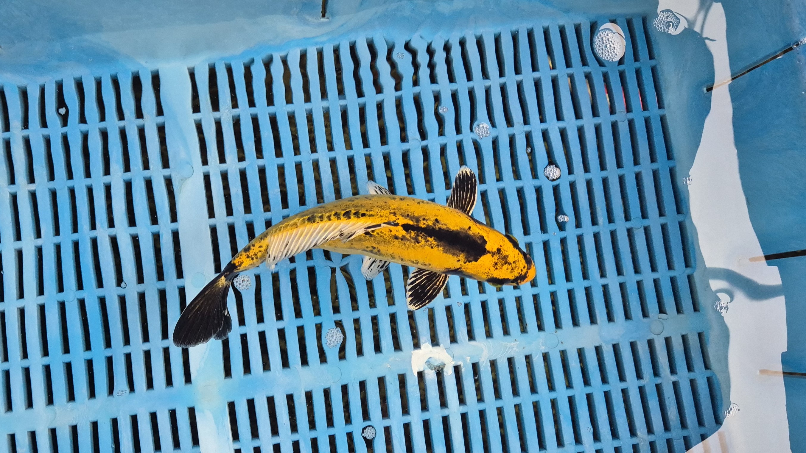 9″ Premium+ Select Kin Kabuto EcoSystem Koi