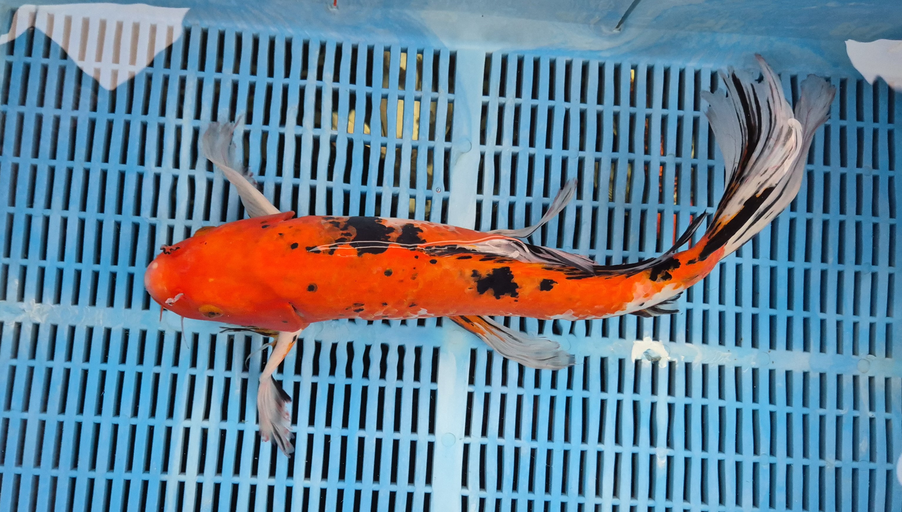 19" High Quality Hand Selected Sanke Butterfly Koi