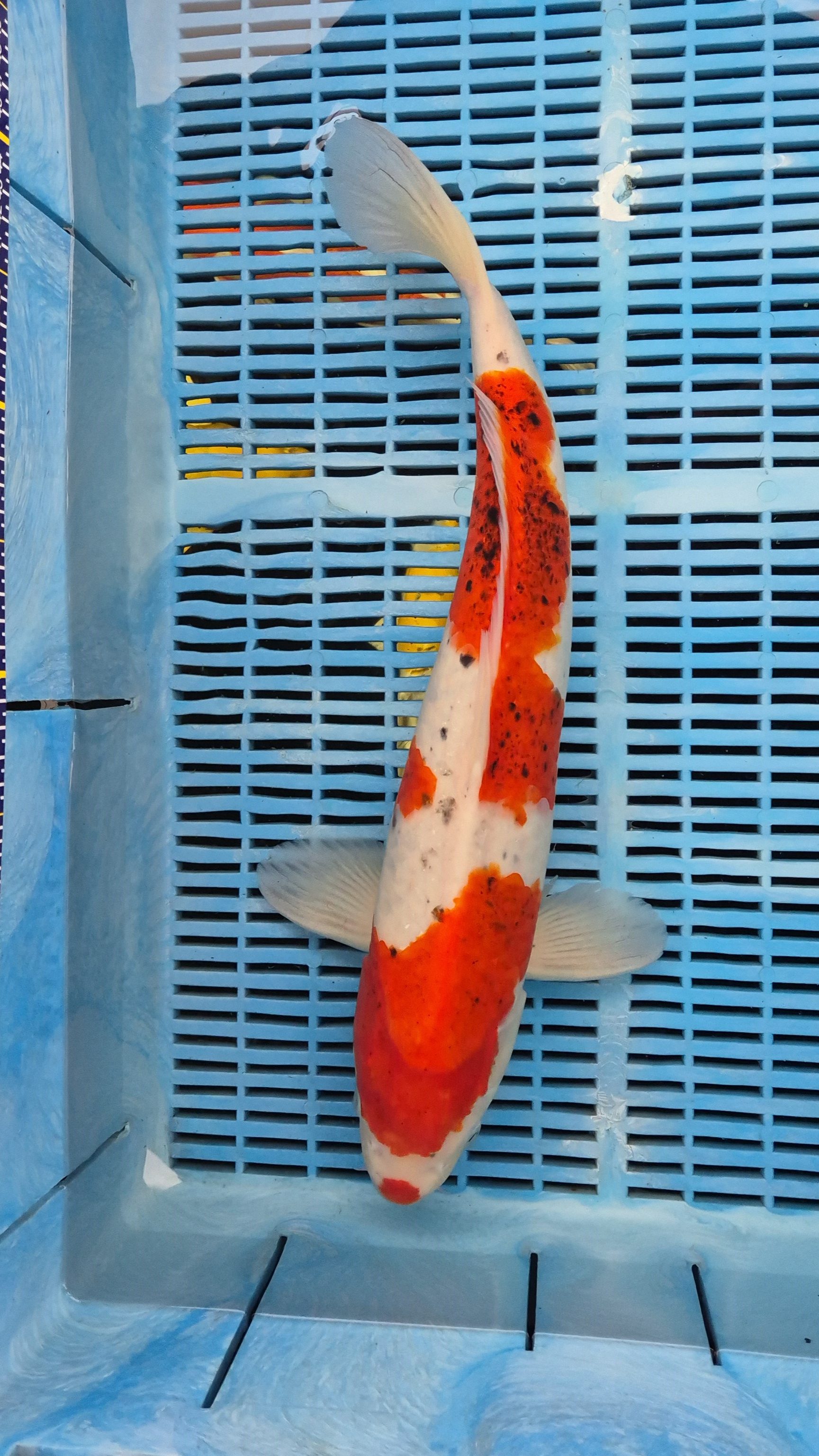 20" High Quality Hand Selected Sanke