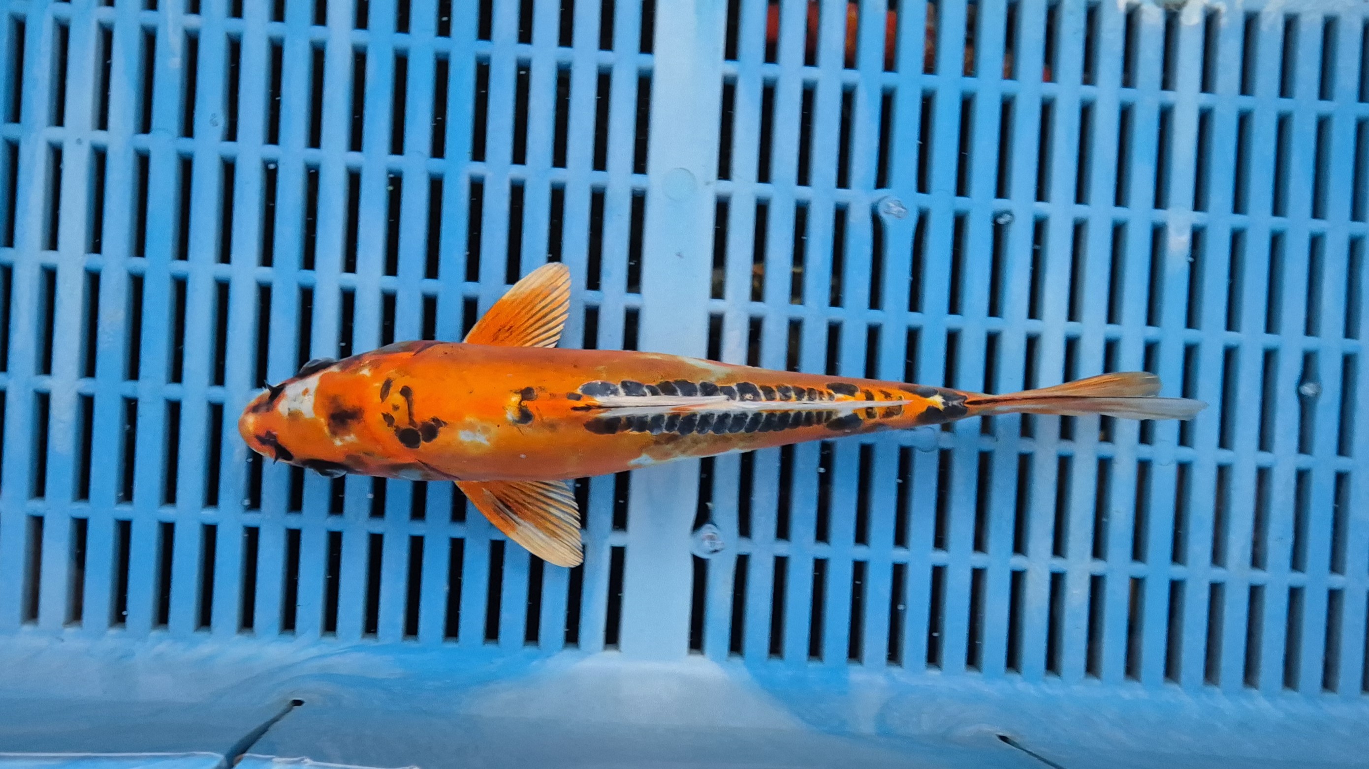 10" High Quality Hand Selected Kikokuryu