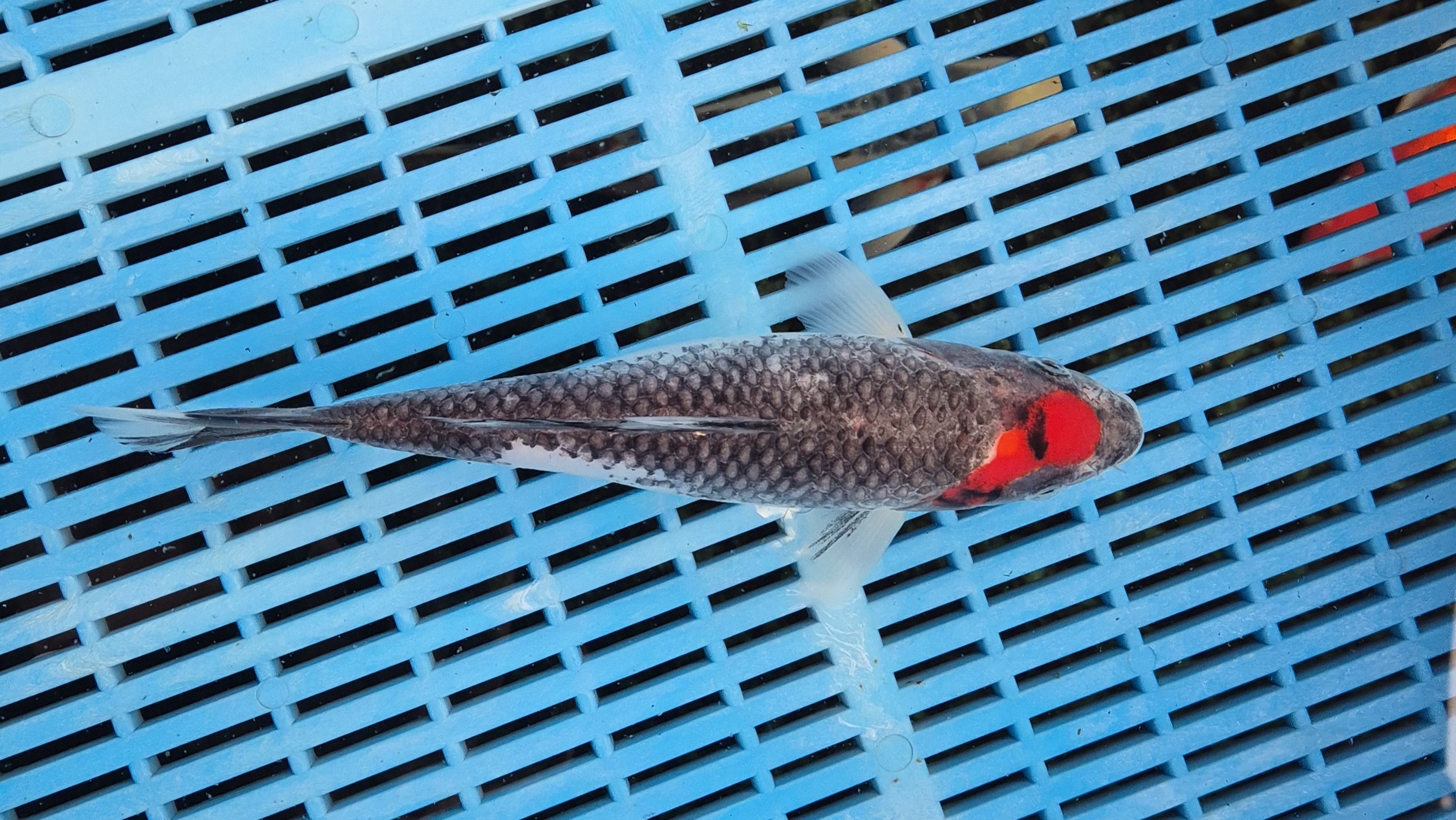 10-11" High Quality Hand Selected Goshiki