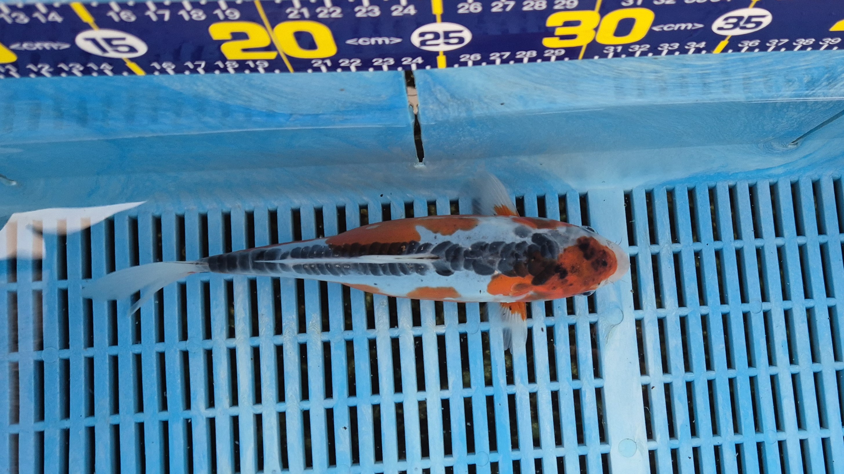 10-11" High Quality Hand Selected Shusui