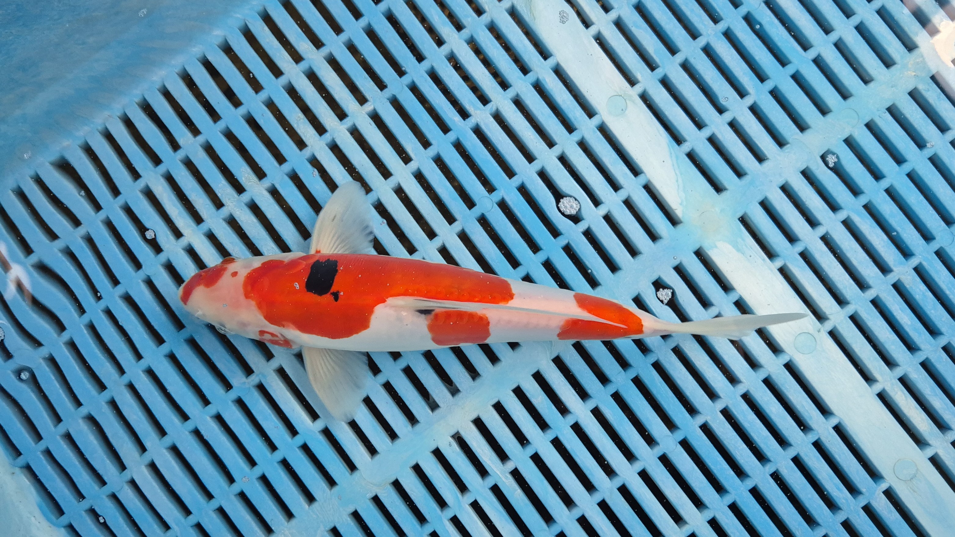 11" Premium Doitsu Sanke