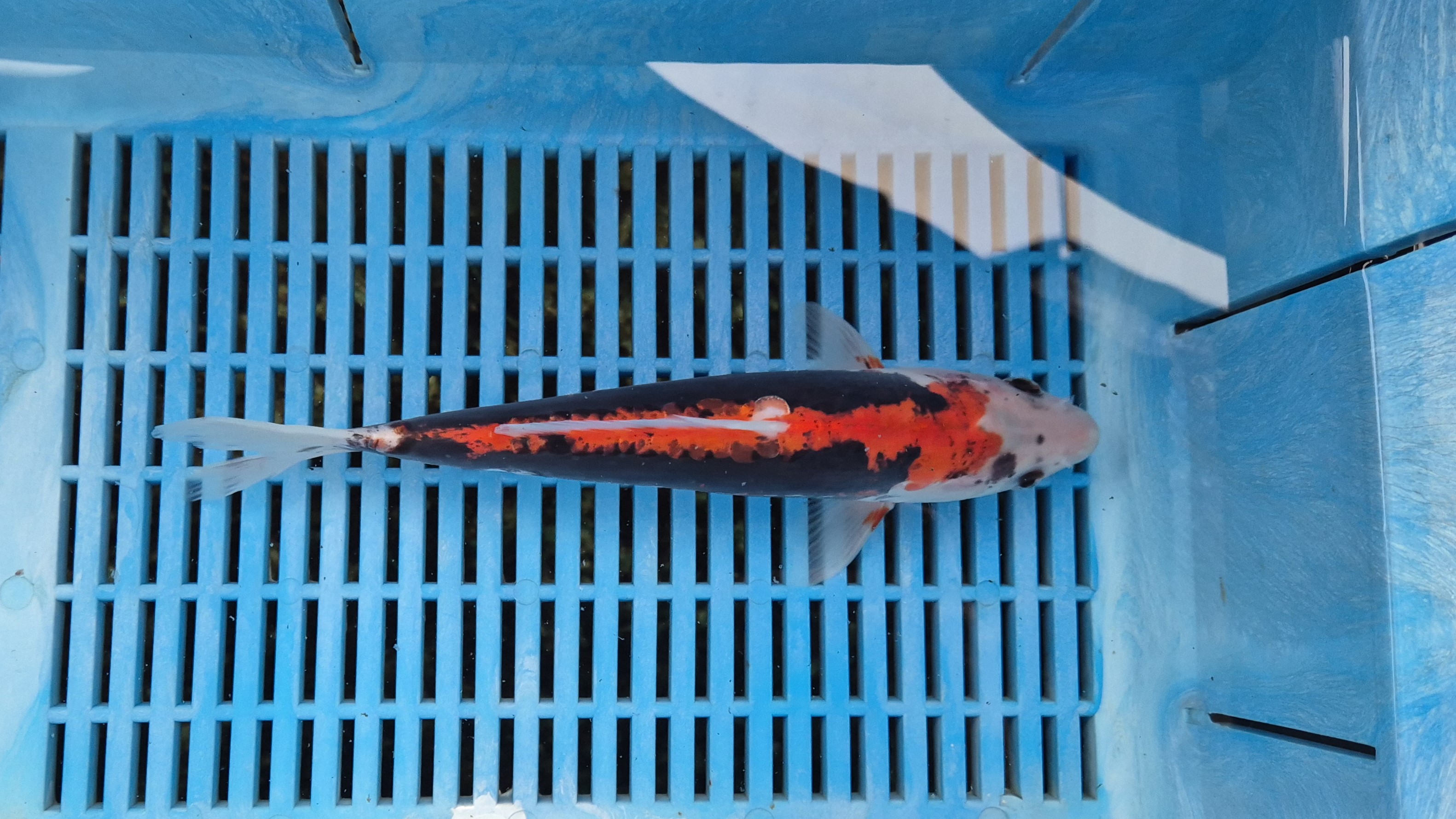 11-12" High Quality Hand Selected Beni Kumonryu