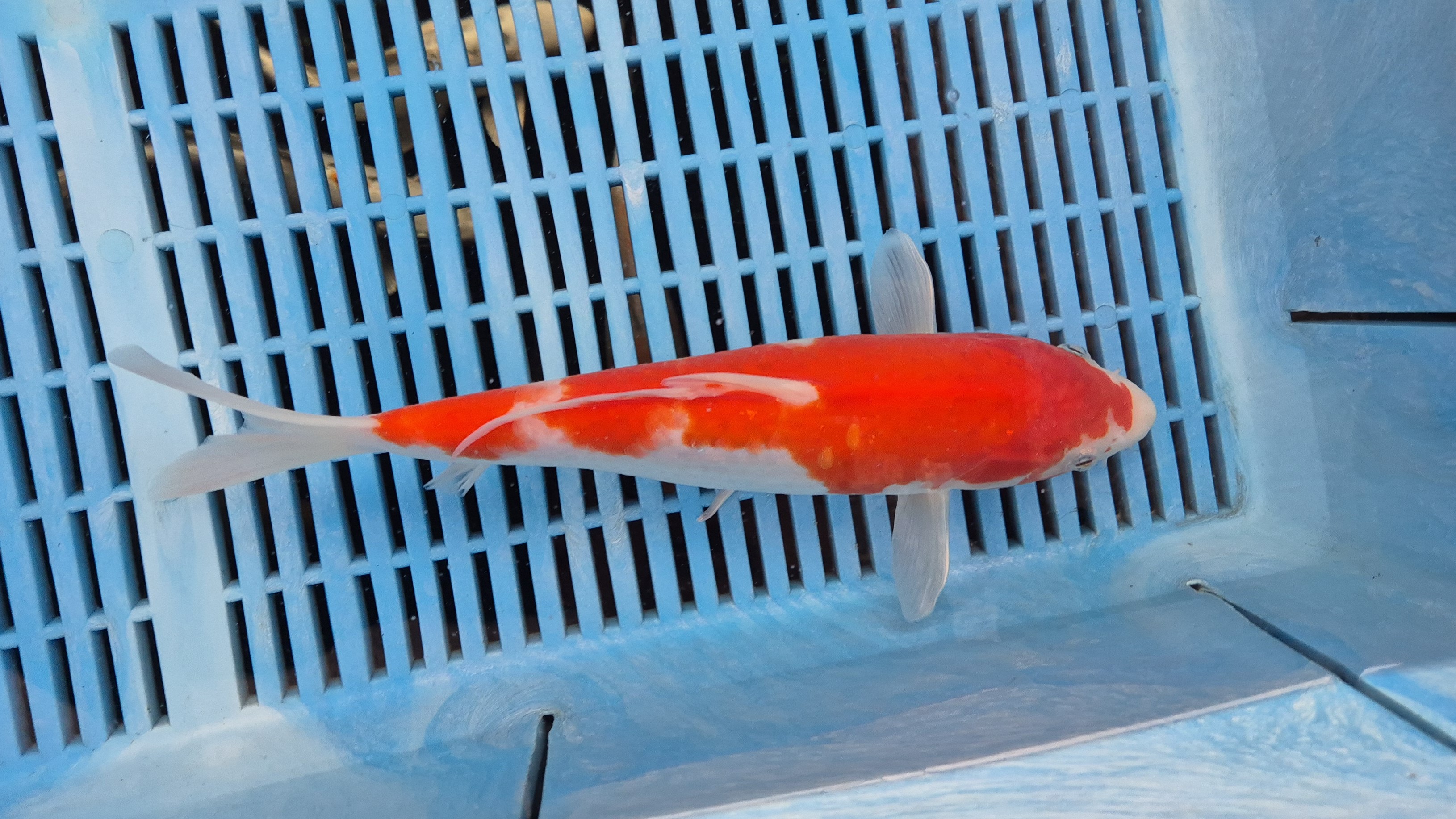 12" High Quality Hand Selected Kohaku