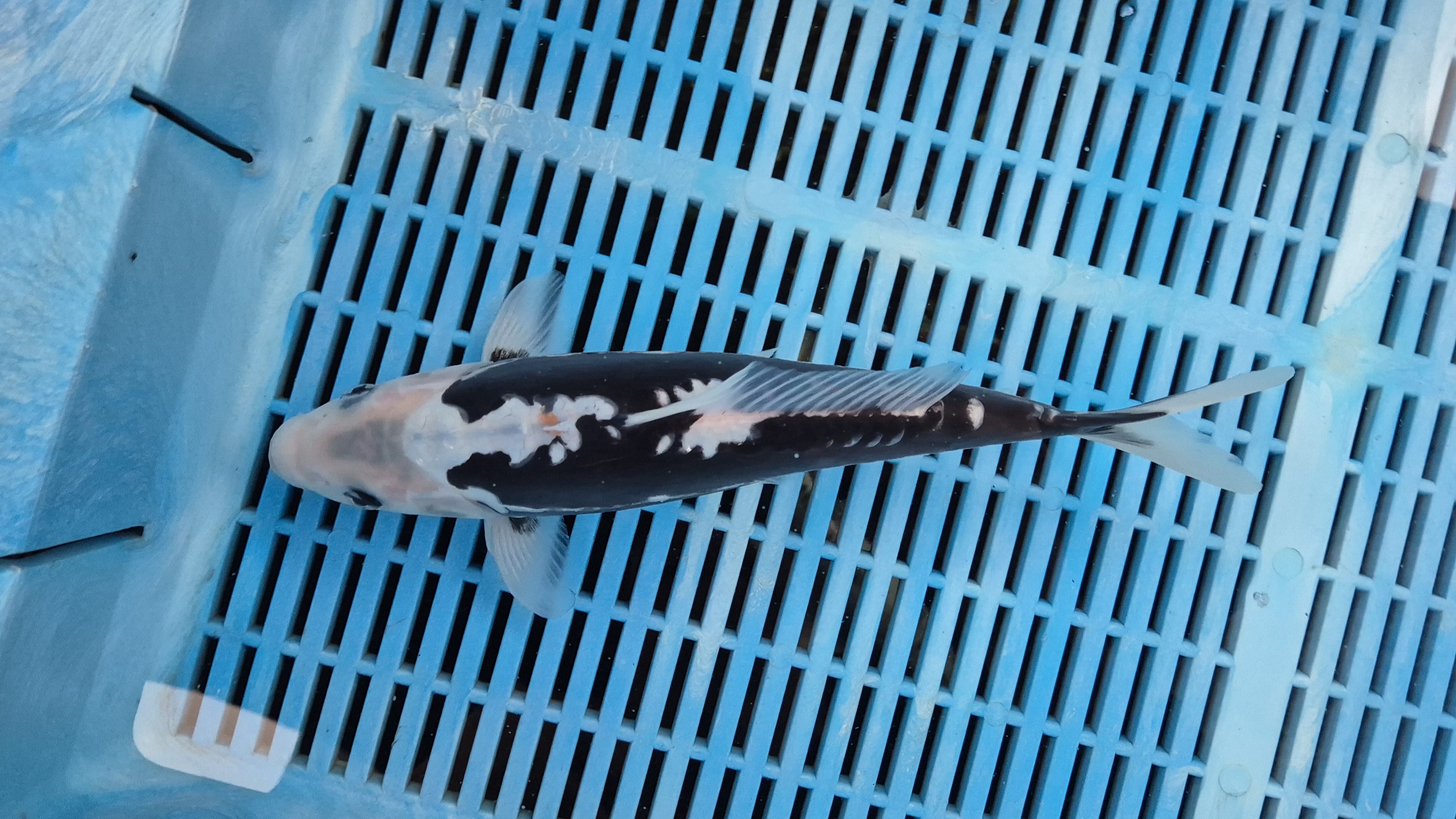 12" High Quality Hand Selected Kumonryu