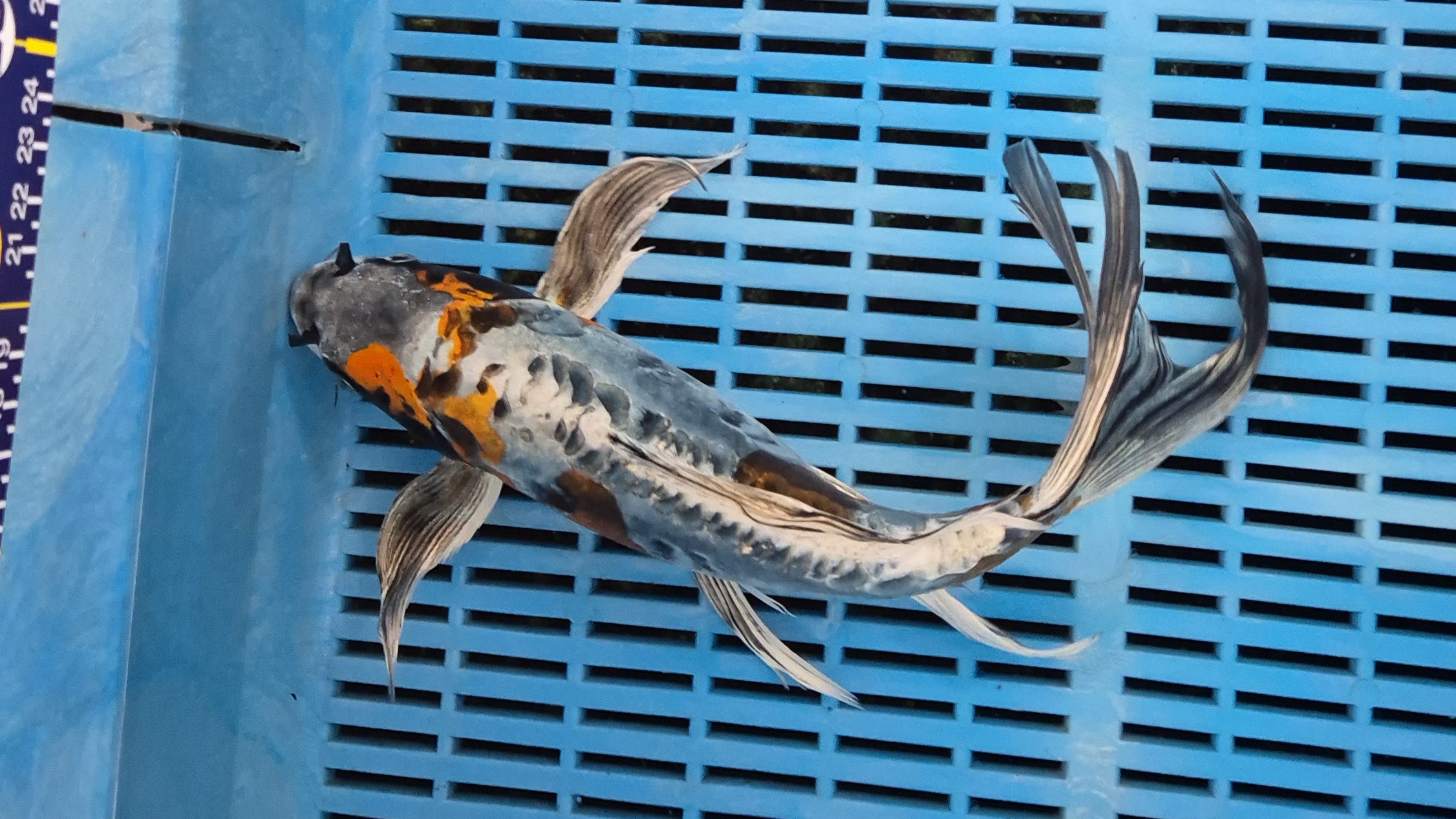 14" Premium Hand Selected Beni Kikokuryu Butterfly koi