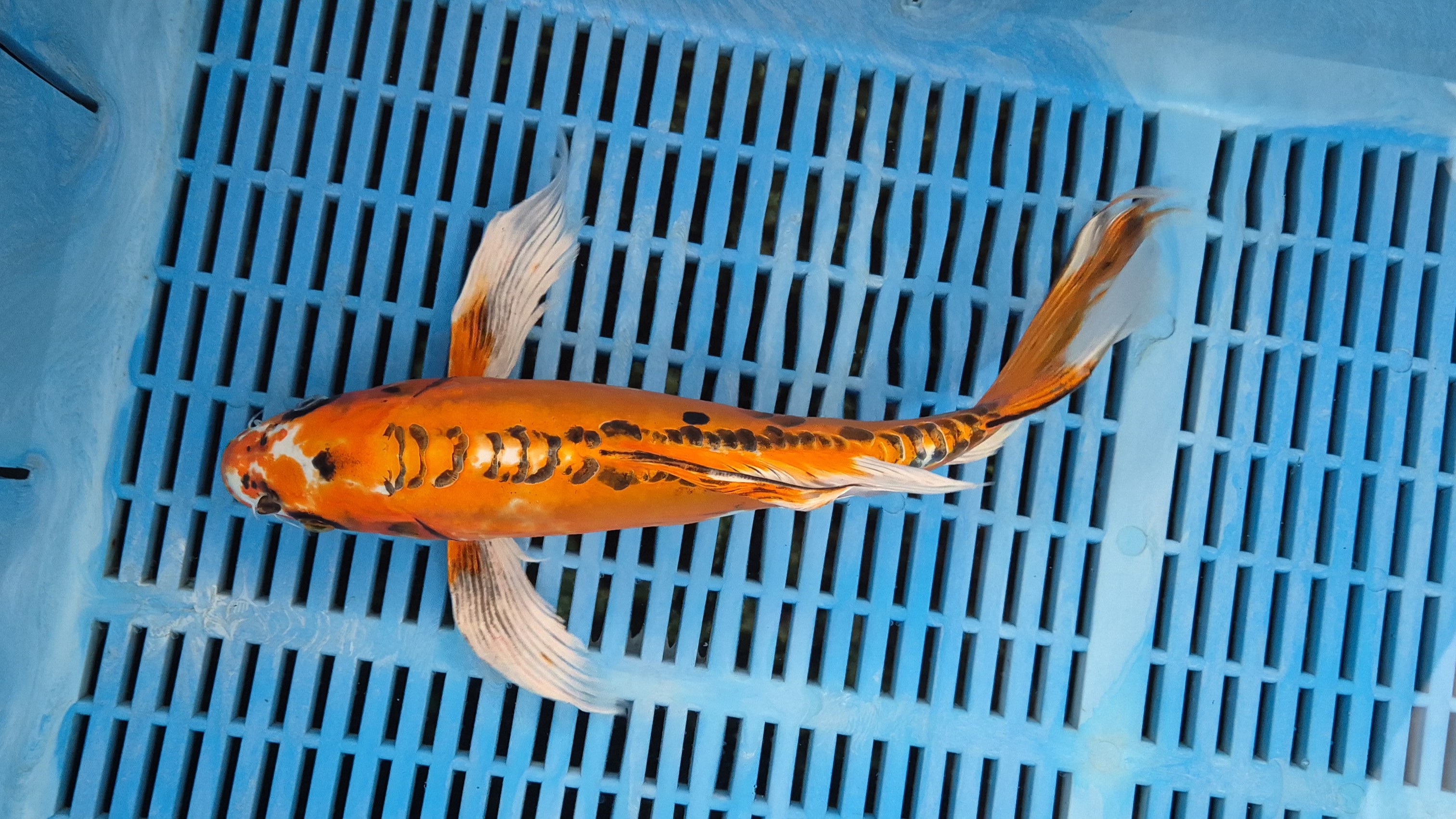 14" Premium Hand Selected Doitsu Kujaku Butterfly koi
