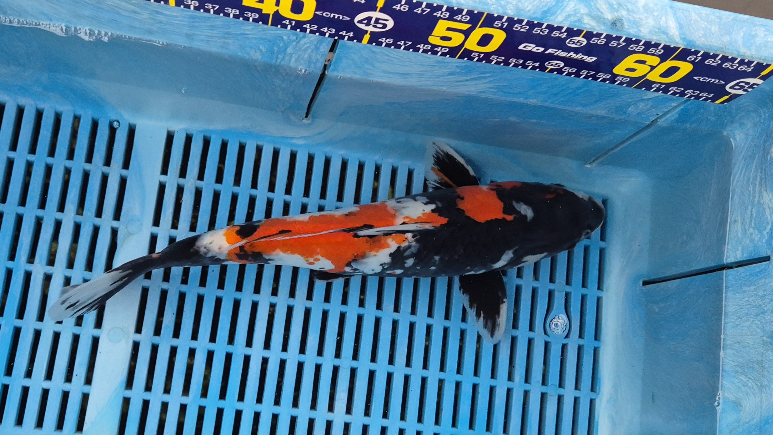 14" Premium Hand Selected Showa