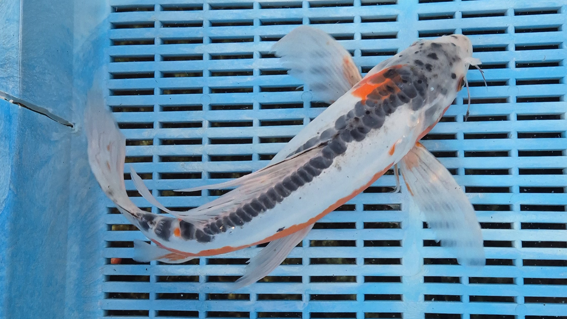 14" High Quality Hand Selected Shusui Butterfly koi