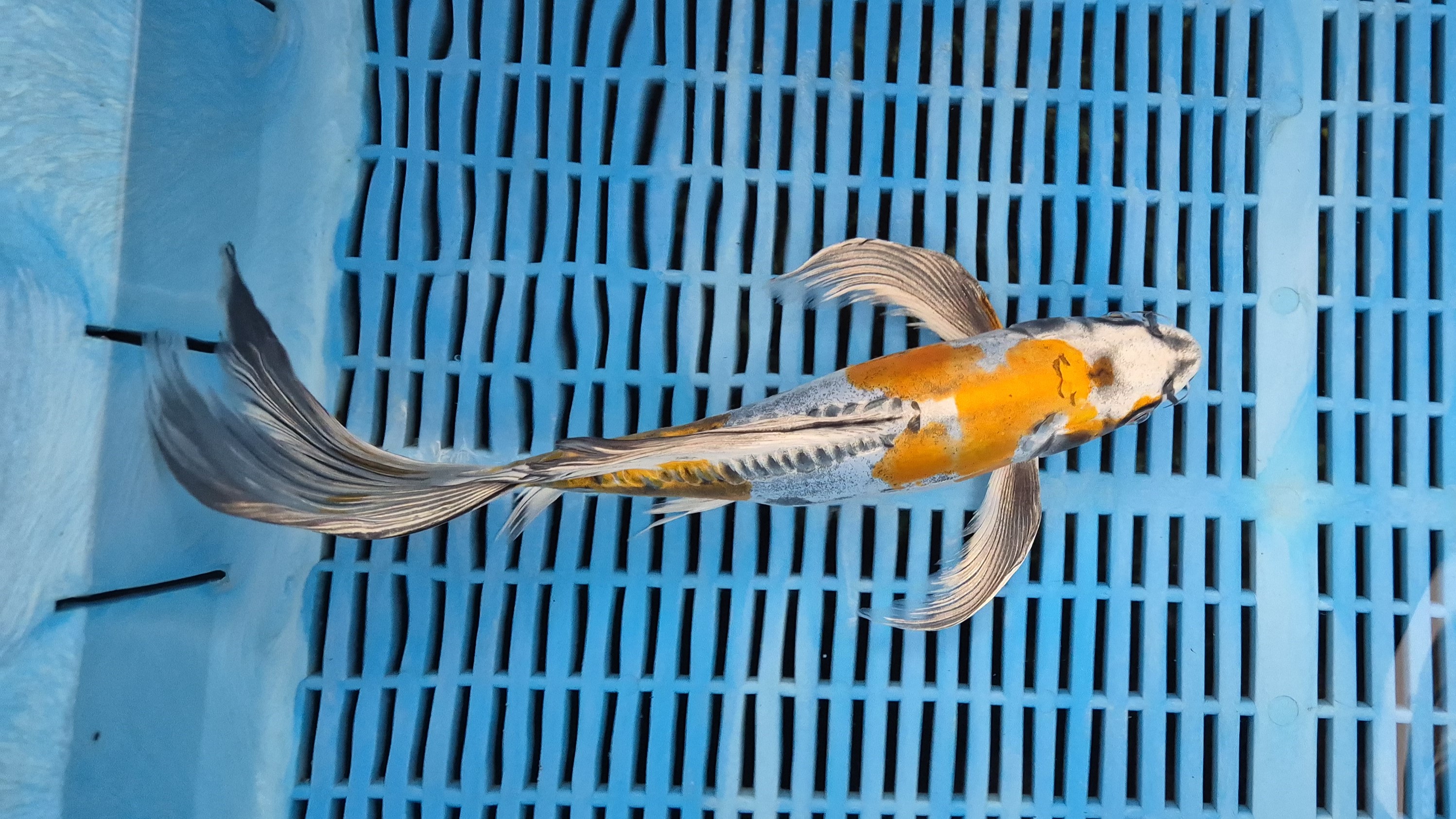 15" Premium Hand Selected Ki Kikokuryu Butterfly koi