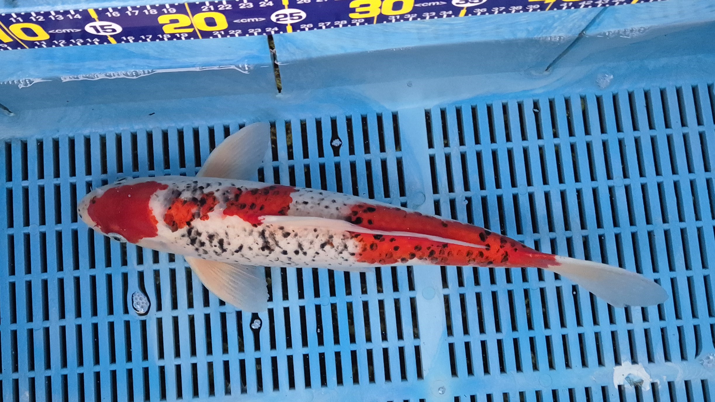 16" Premium Hand Selected Goshiki