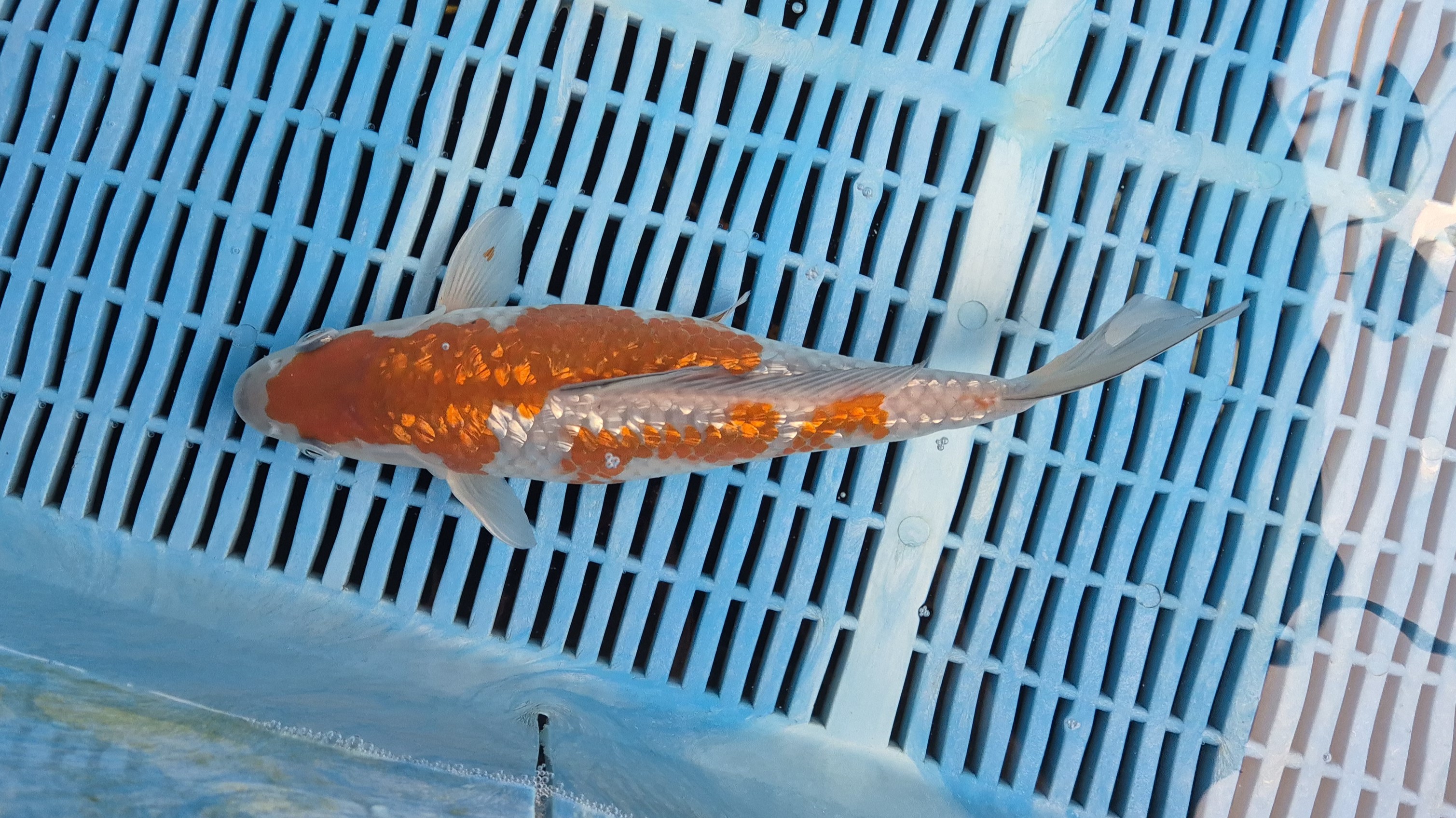 12" High Quality Hand Selected Gin Rin Ochiba