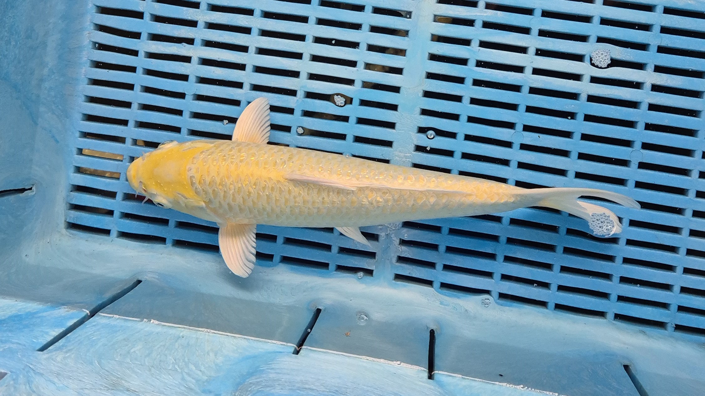12" High Quality Hand Selected Yamabuki Ogon