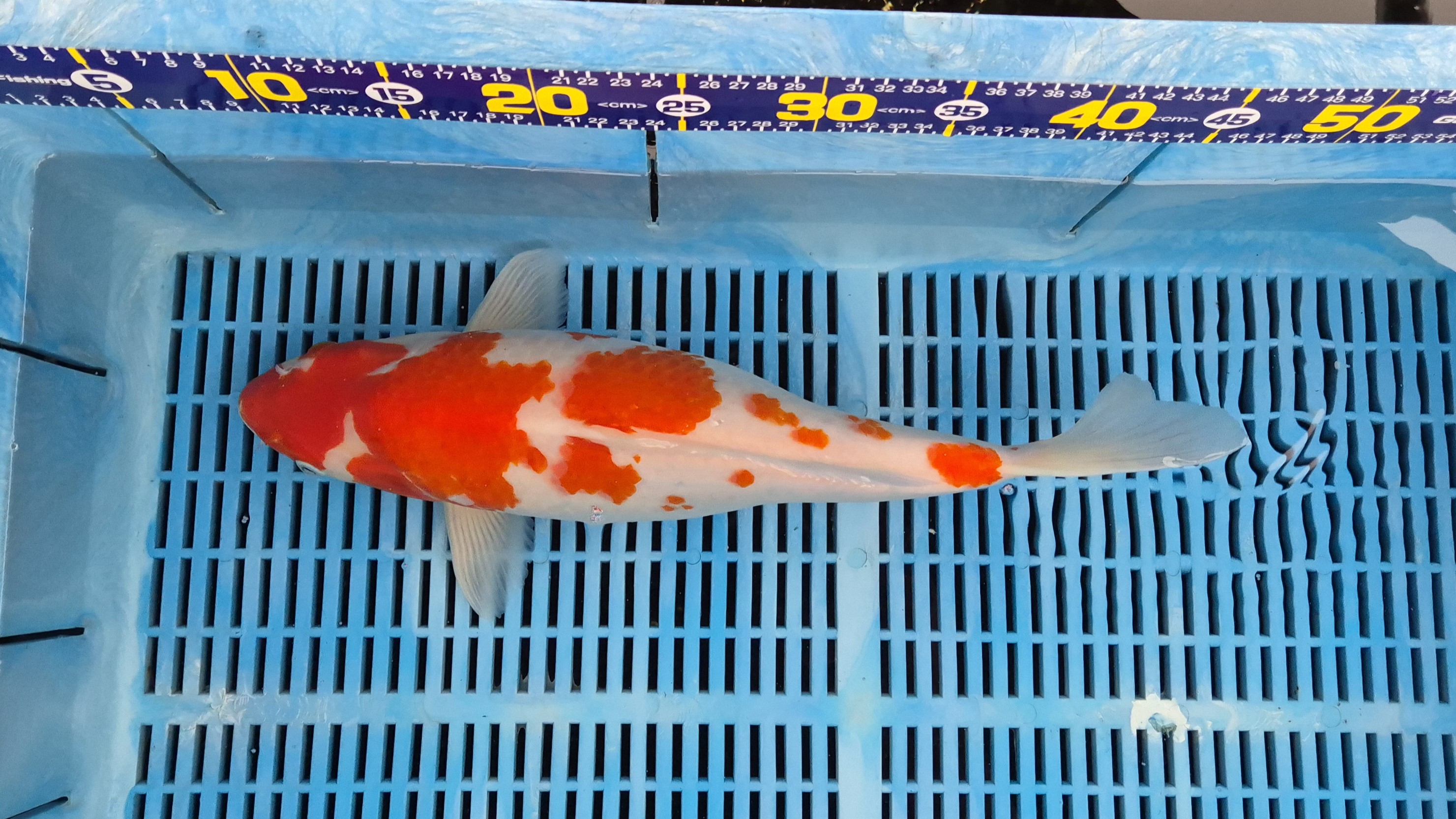 18" High Quality Hand Selected Kohaku