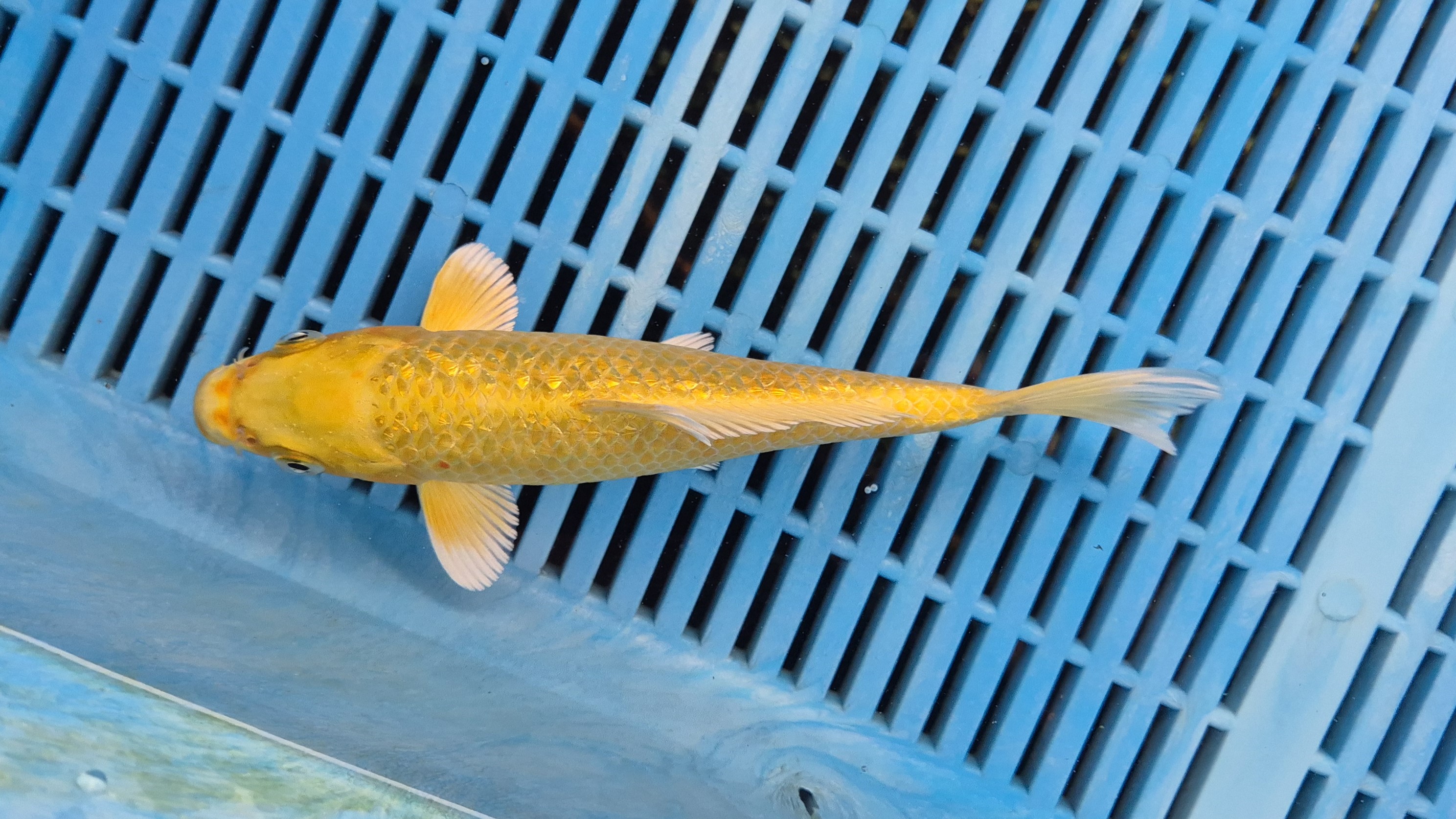 8" High Quality Hand Selected Gin Rin Yamabuki Ogon