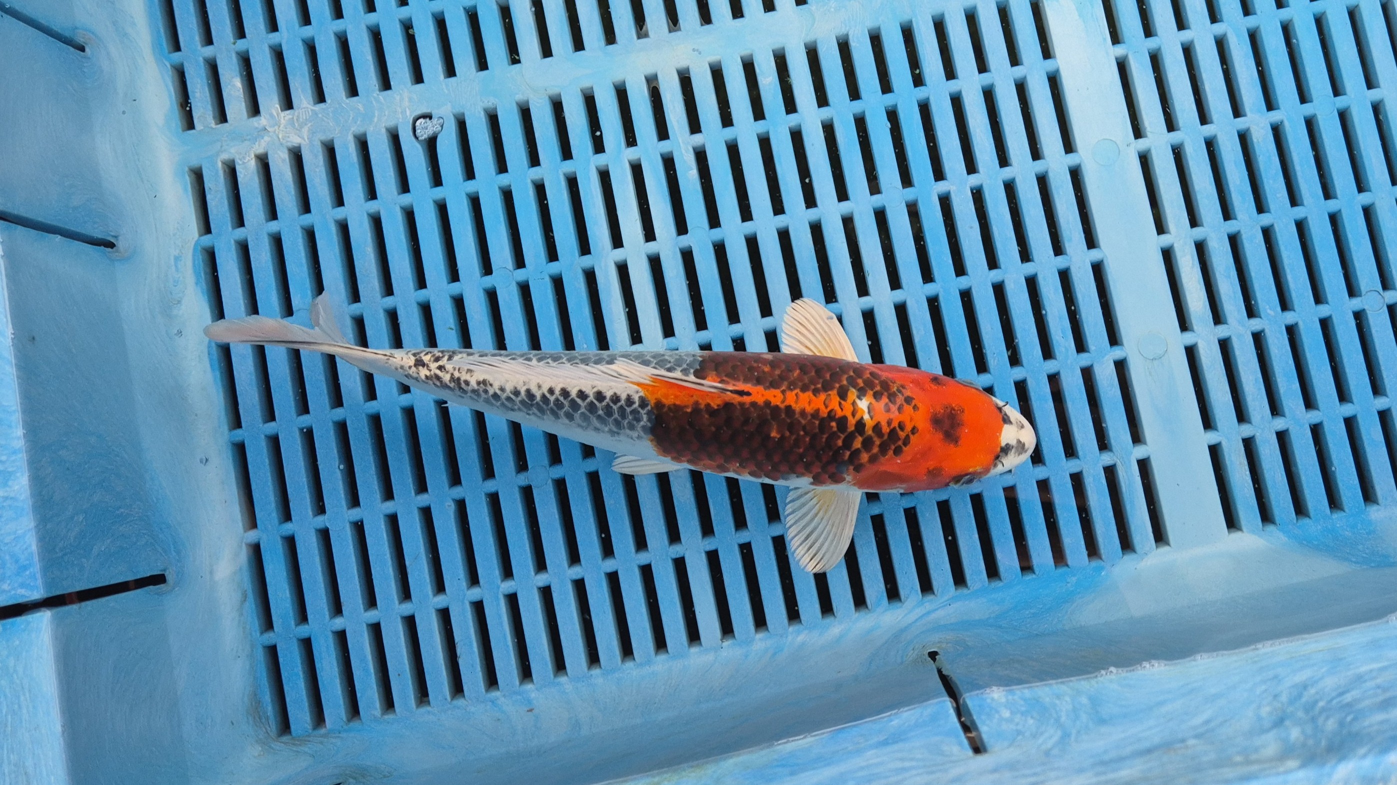 11" High Quality Hand Selected Kujaku