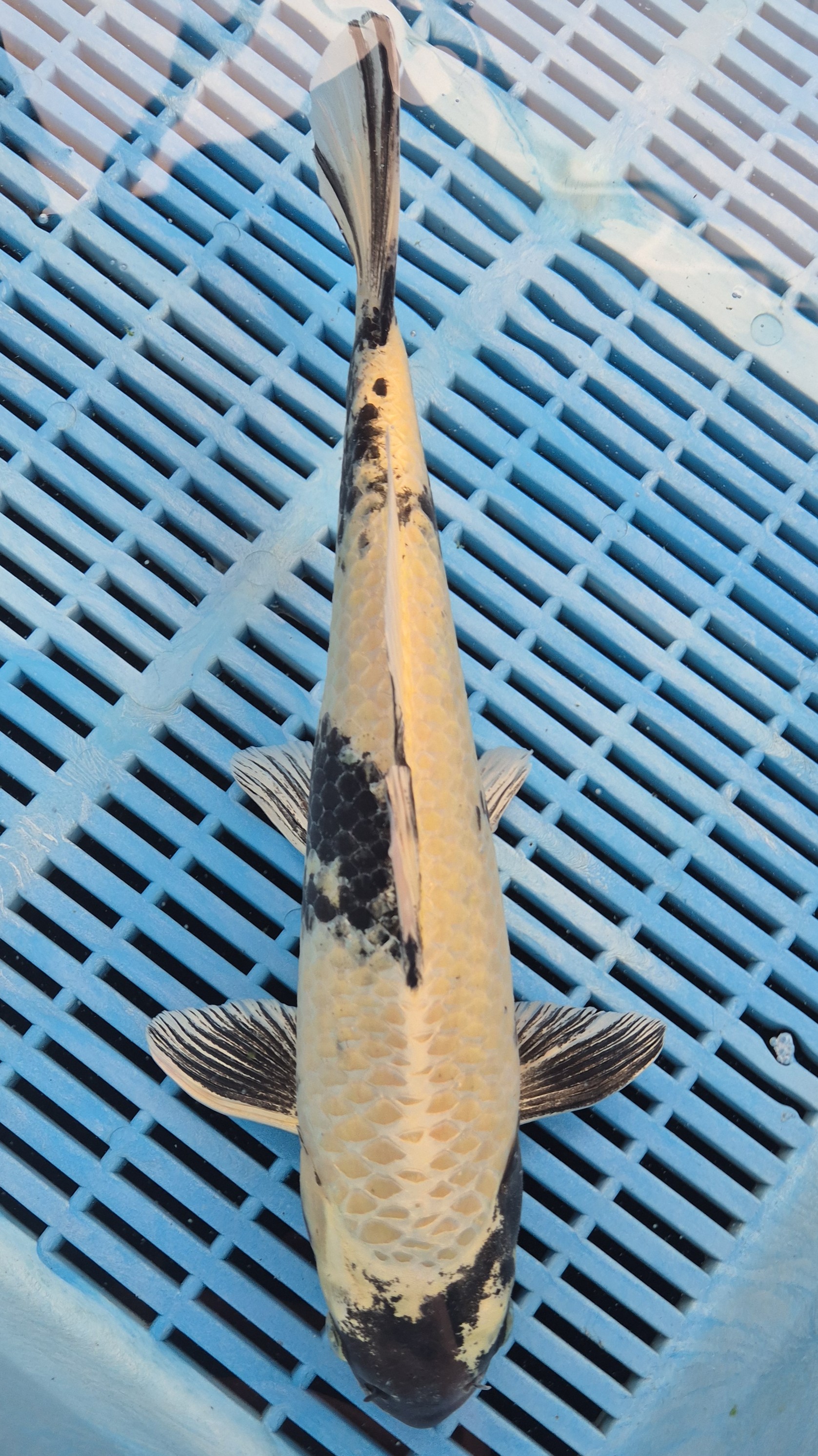13" High Quality Hand Selected Kin Ki Utsuri