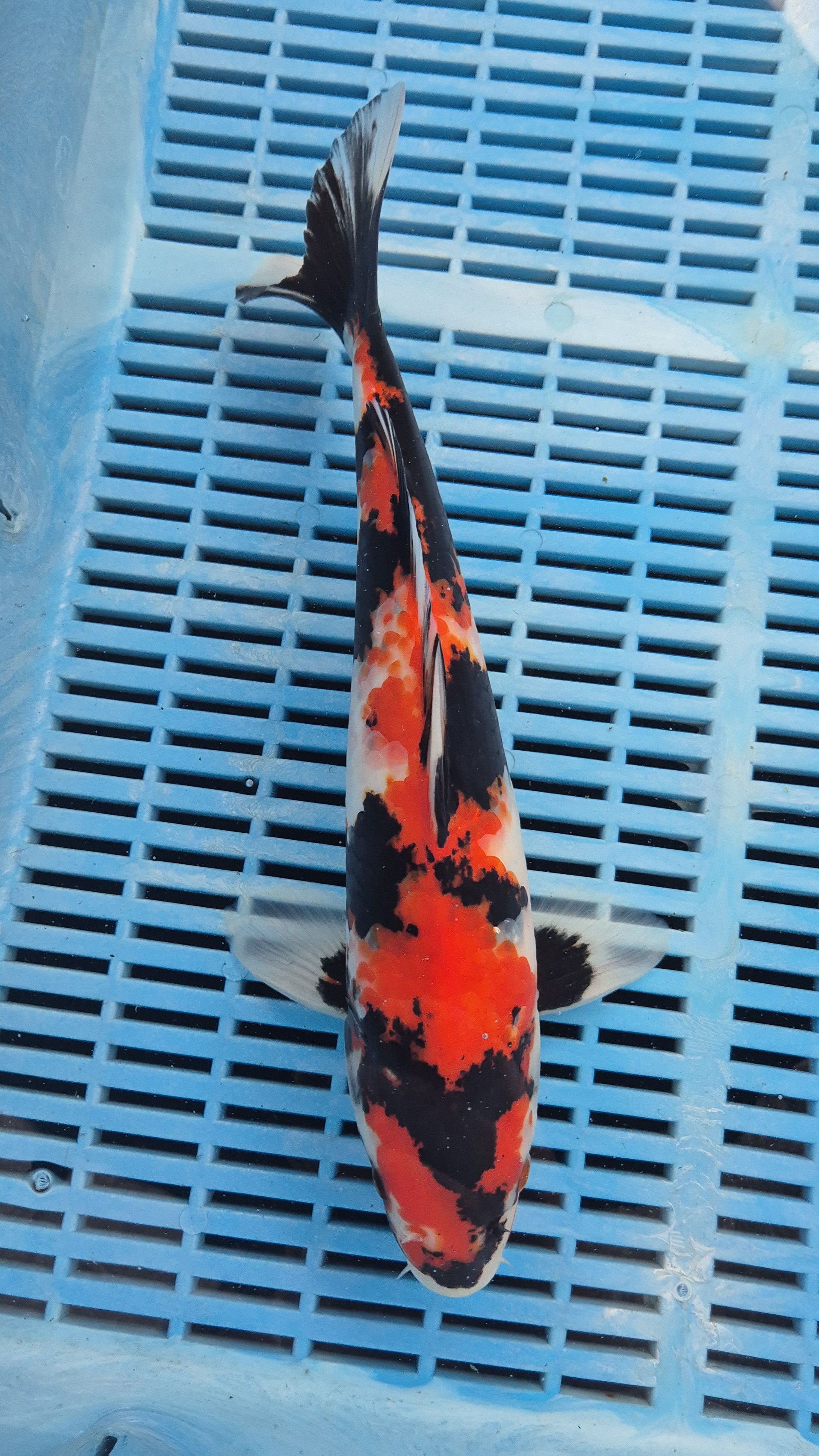 13" High Quality Hand Selected Showa