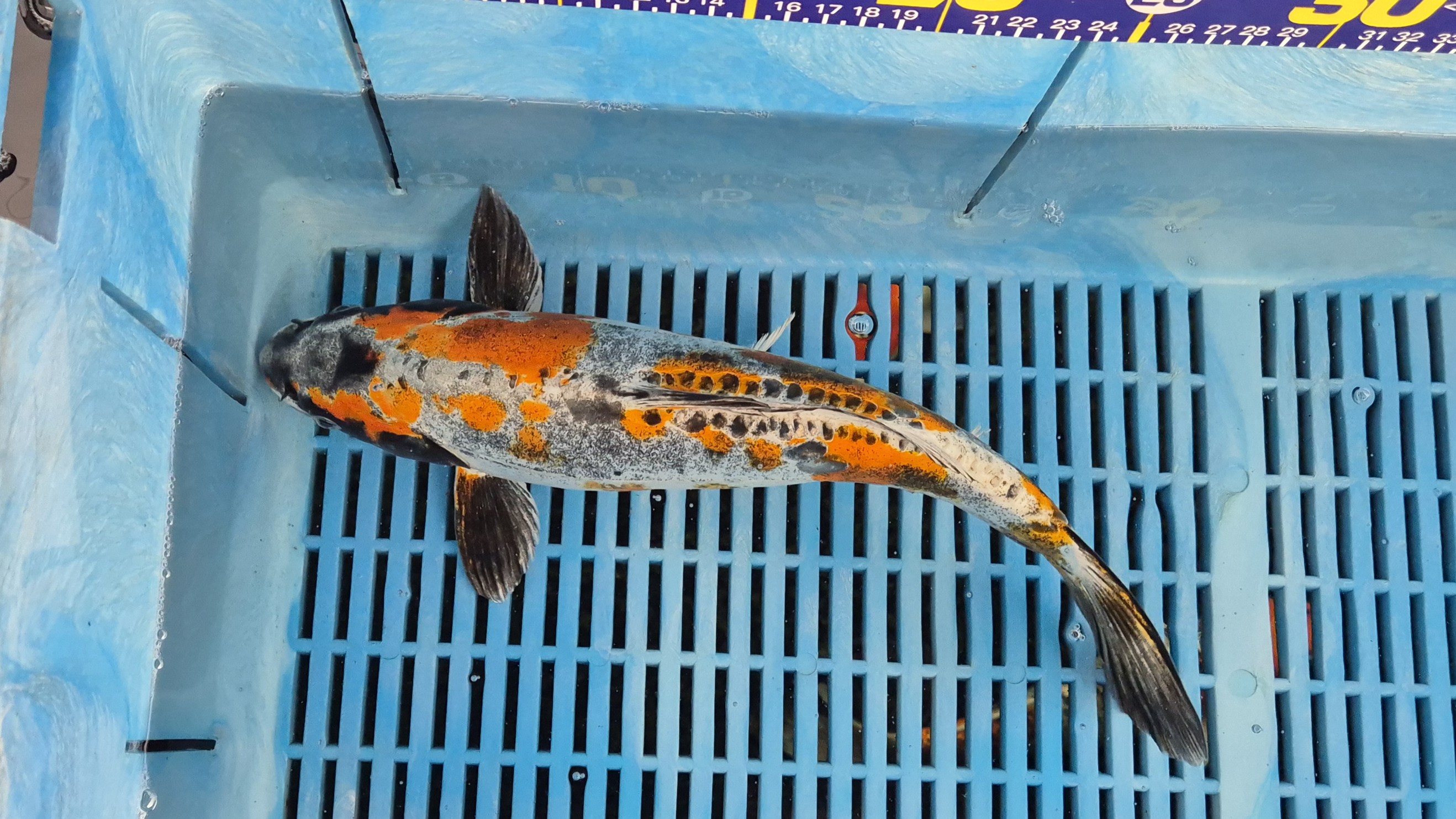 14" Premium Hand Selected Beni Kikokuryu