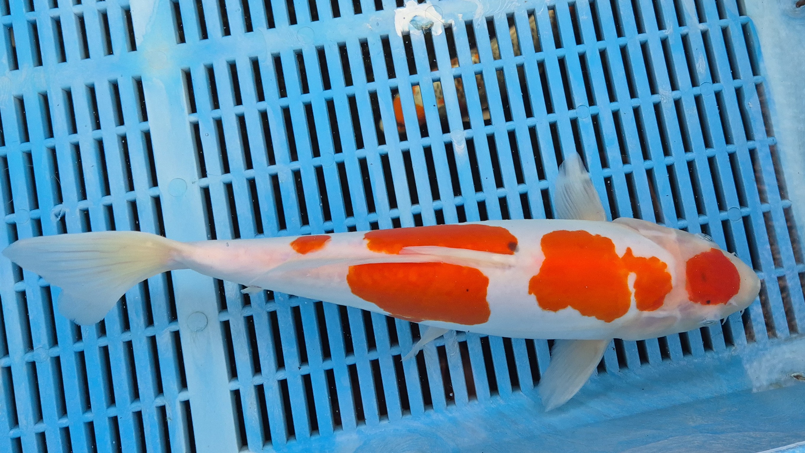 14" Premium Hand Selected Doitsu Kohaku
