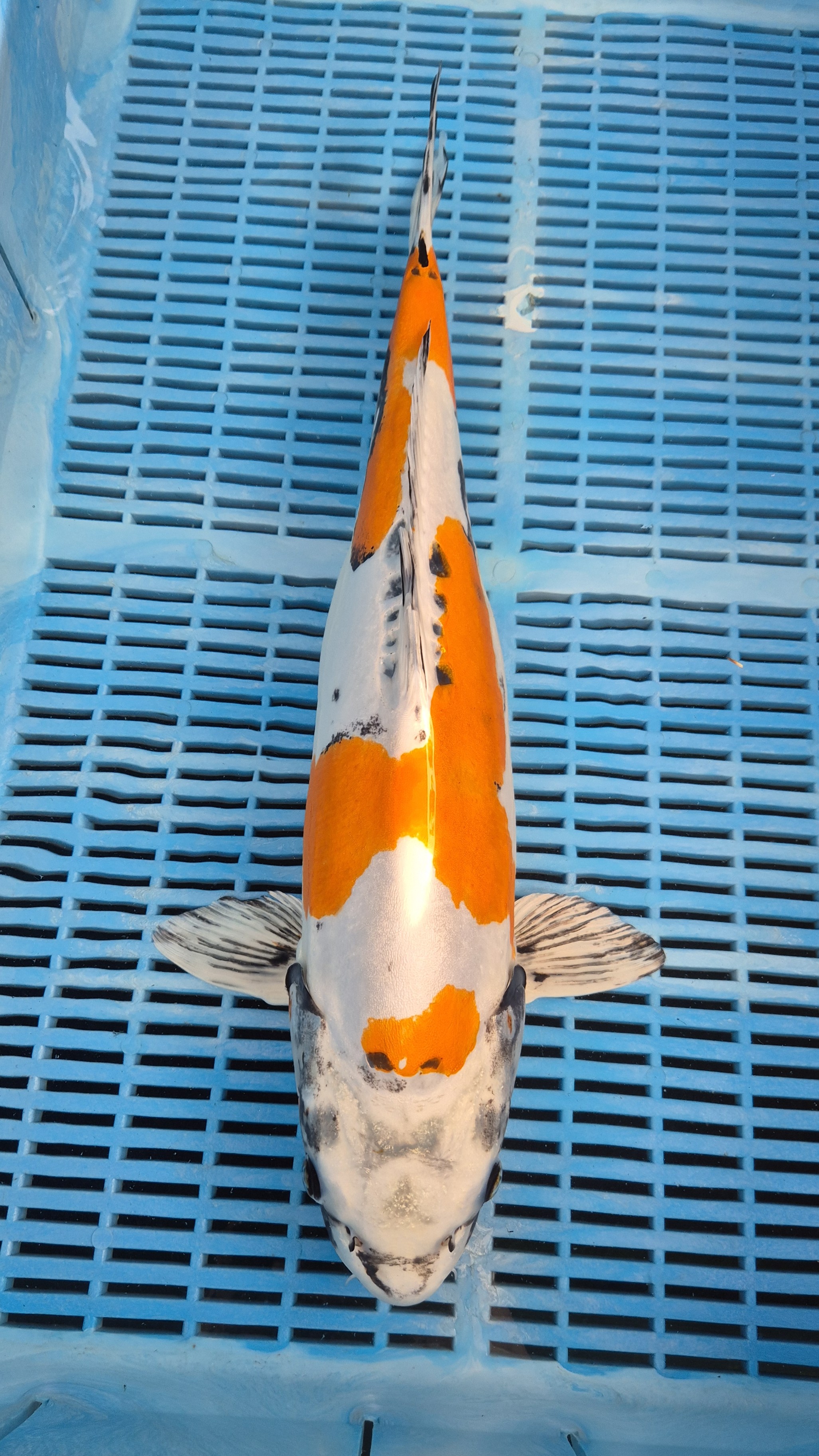 22" (58cm) Premium Hand Selected Ki Kikokuryu