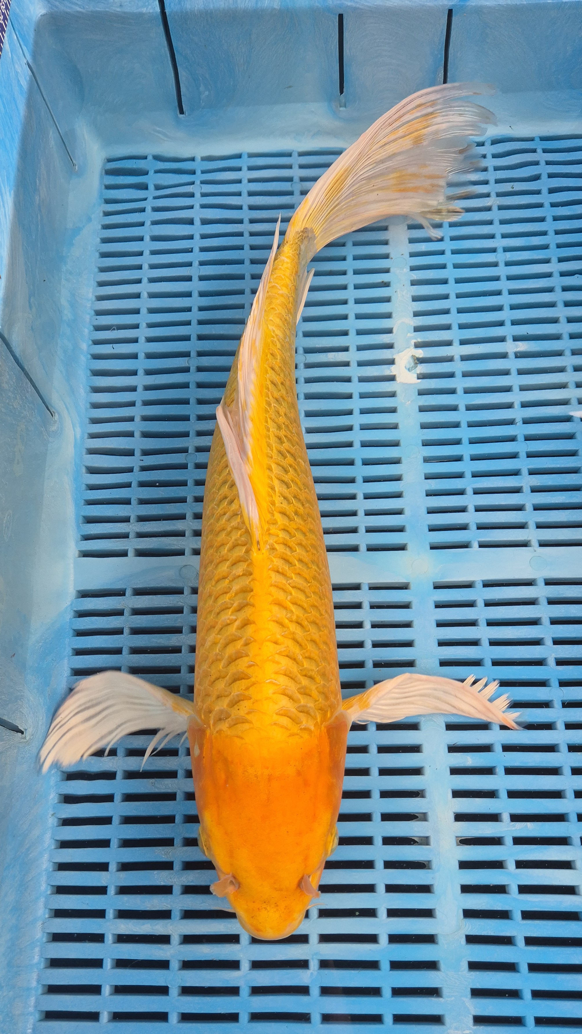 22" (59cm) Premium Hand Selected Yamabuki Ogon Butterfly koi