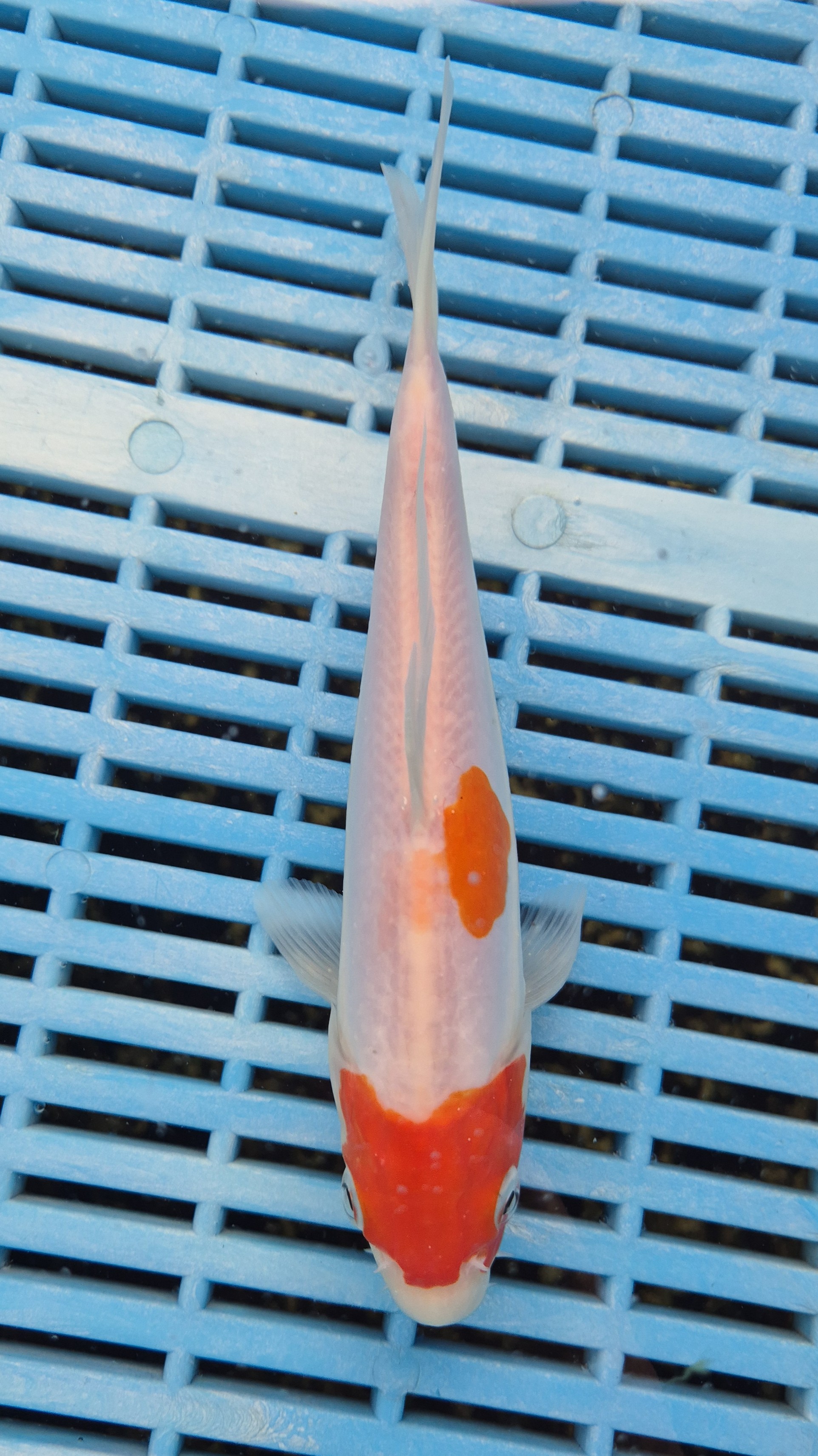 6-8" High Quality Hand Selected Doitsu Kohaku