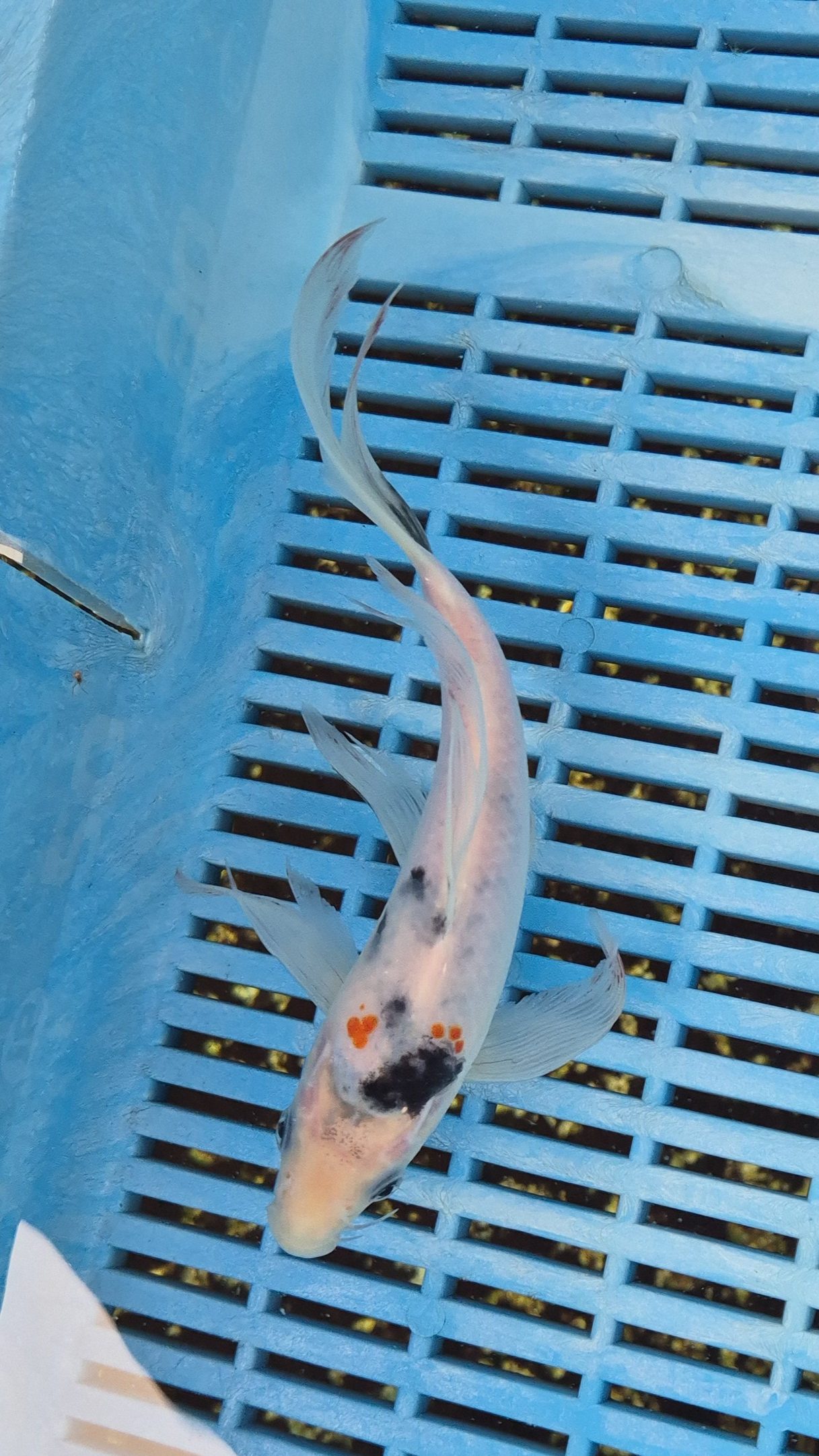 8" High Quality Hand Selected Sanke Butterfly Koi