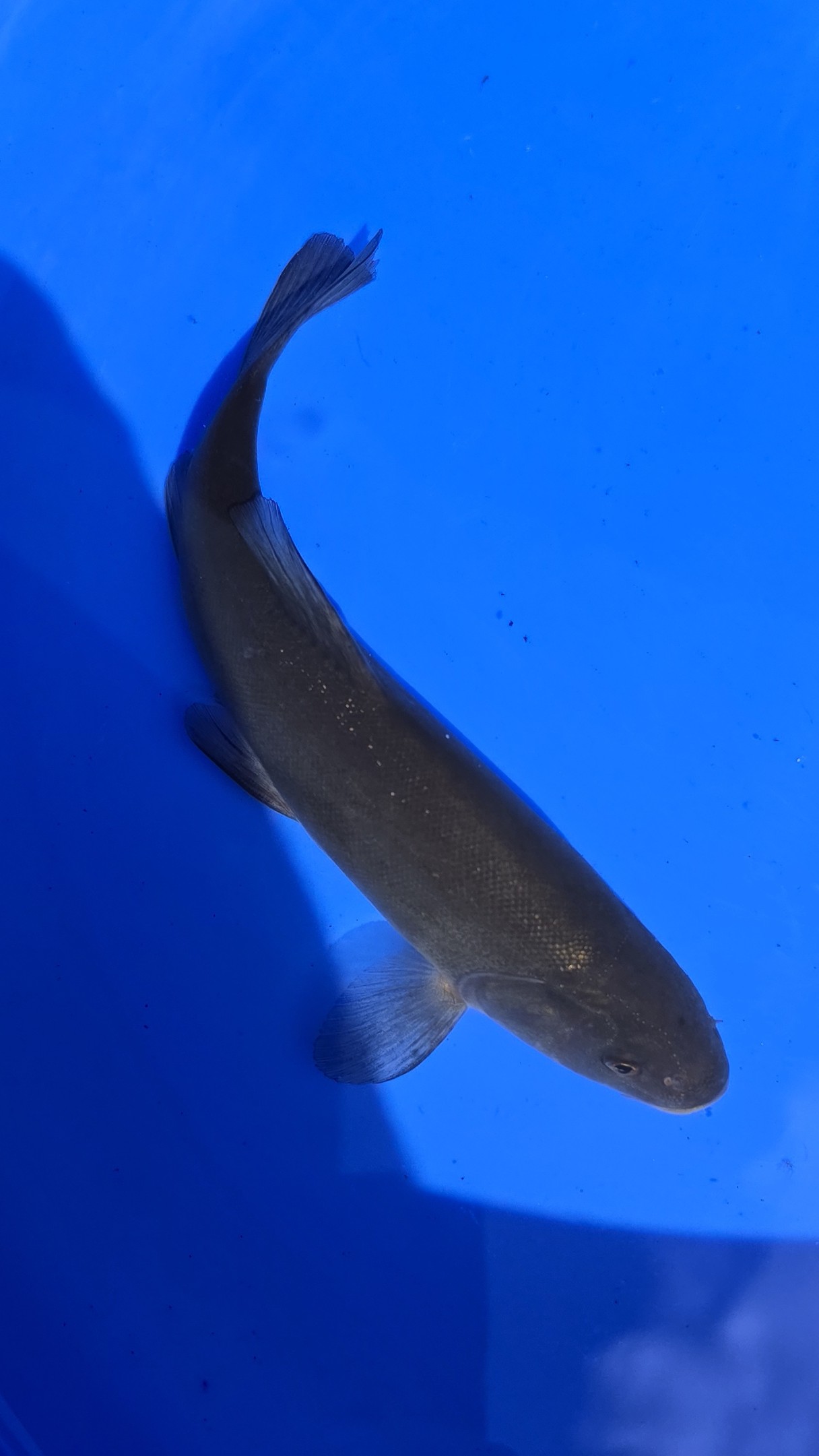 7-8" Green Tench