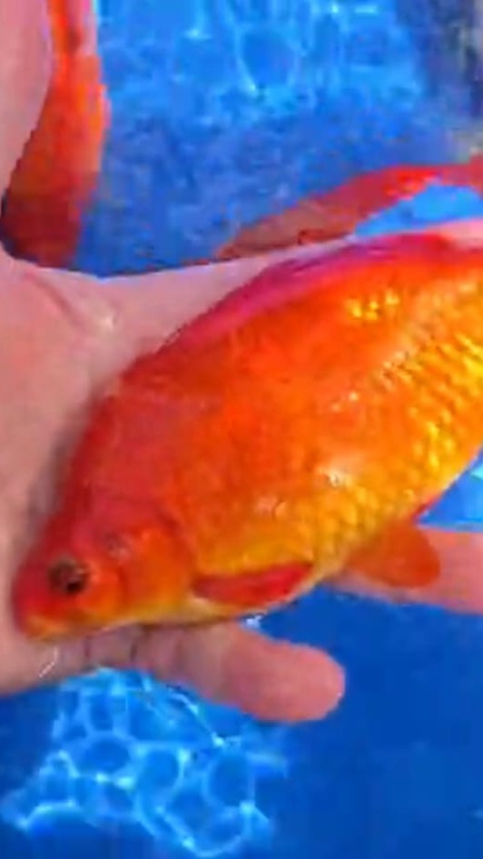 Jumbo Goldfish