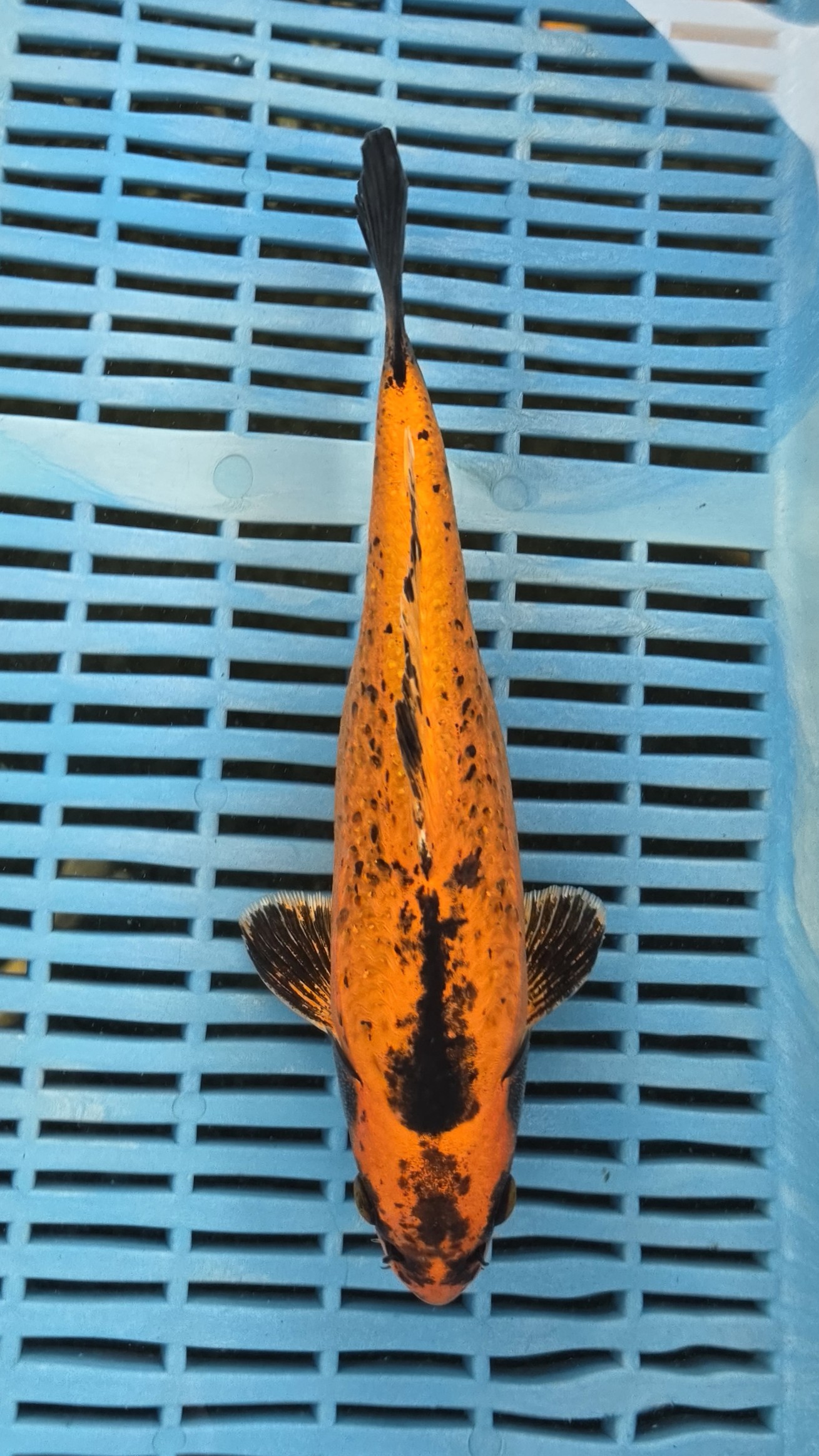 11" Premium Hand Selected Kin Kabuto