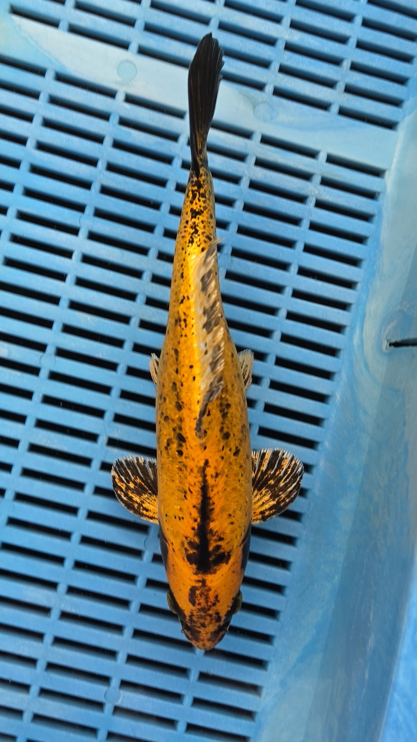11" Premium Hand Selected Kin Kabuto