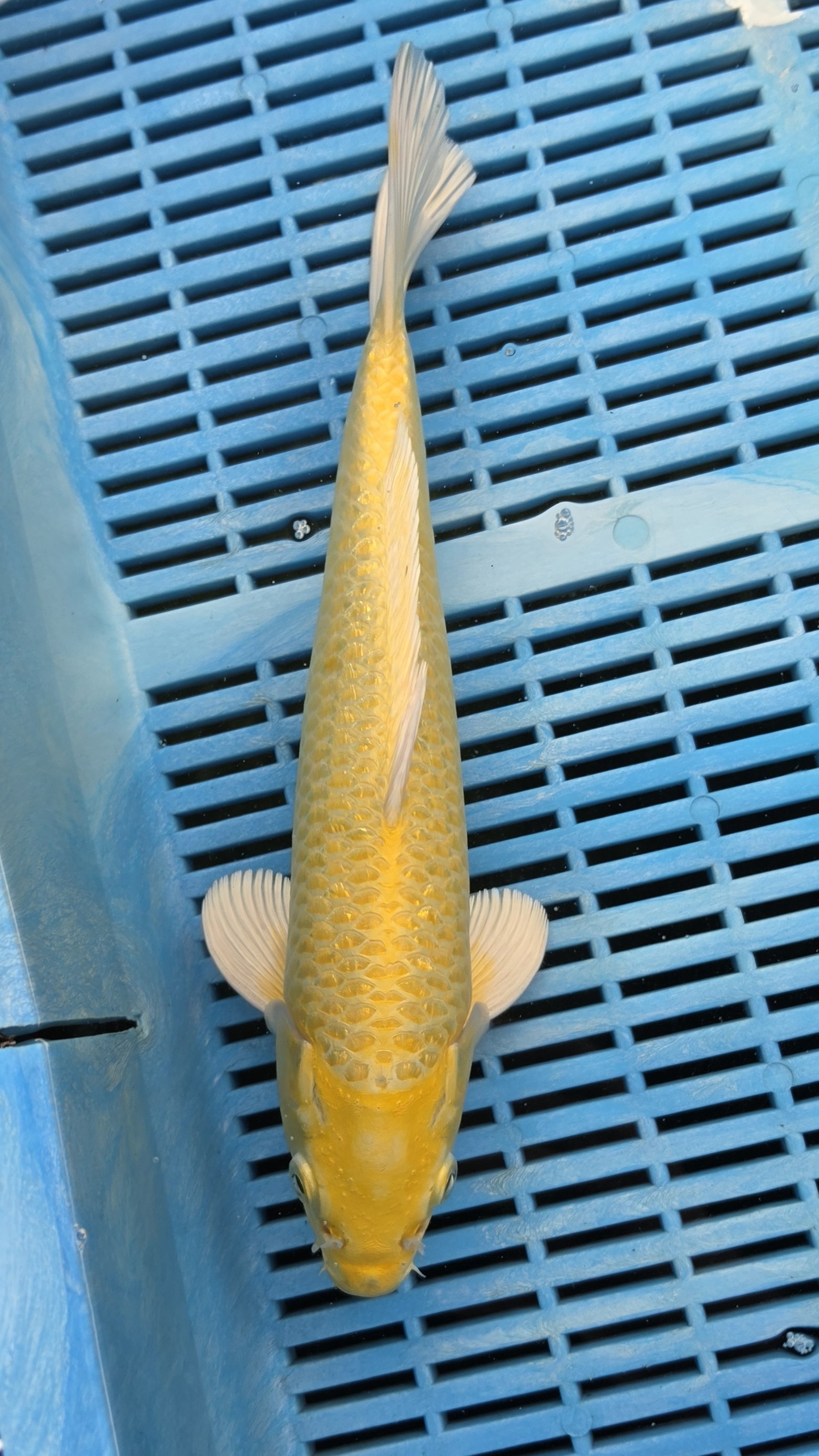 12" High Quality Hand Selected Gin Rin Yamabuki Ogon