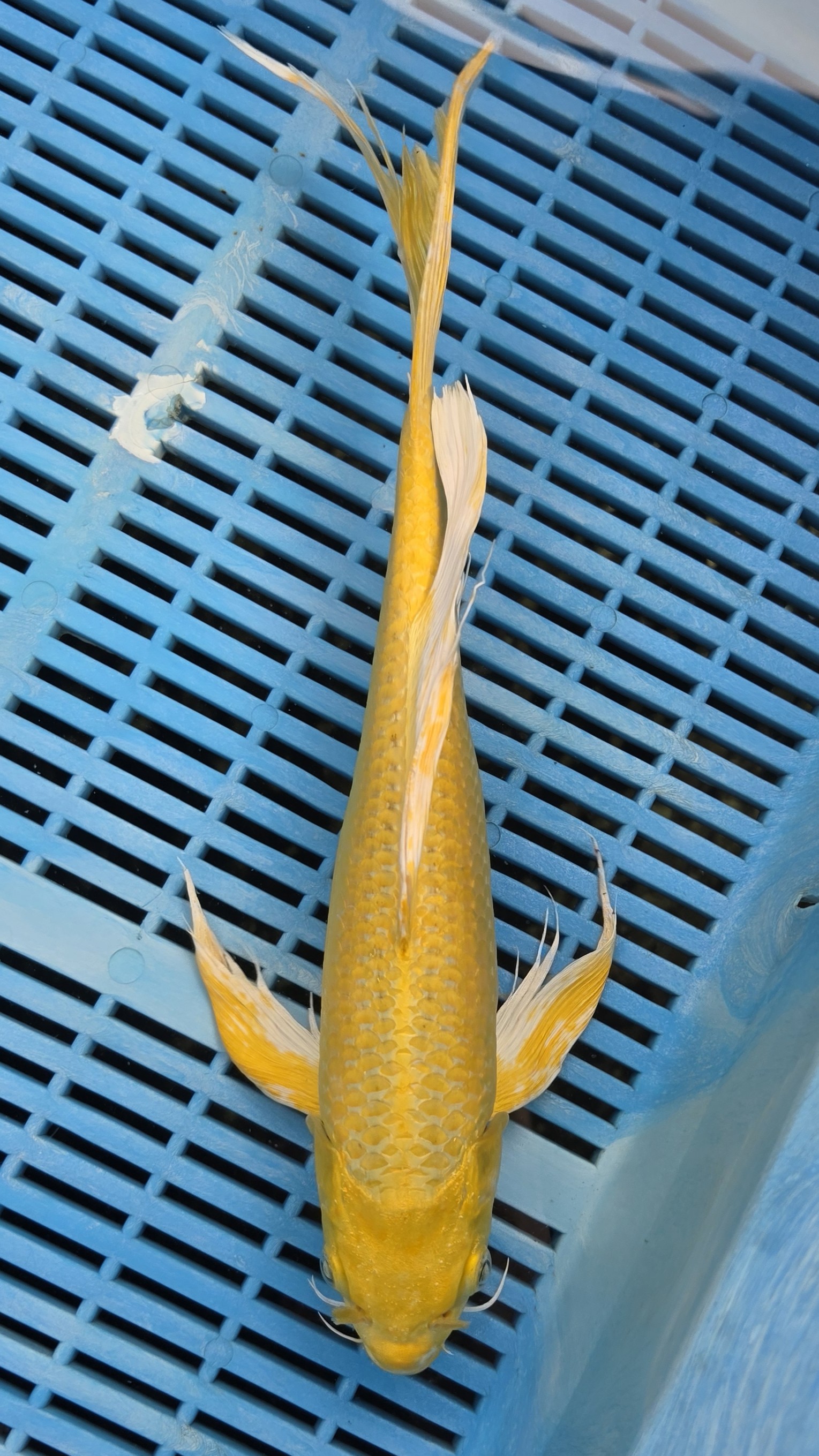 14" High Quality Hand Selected Yamabuki Butterfly koi