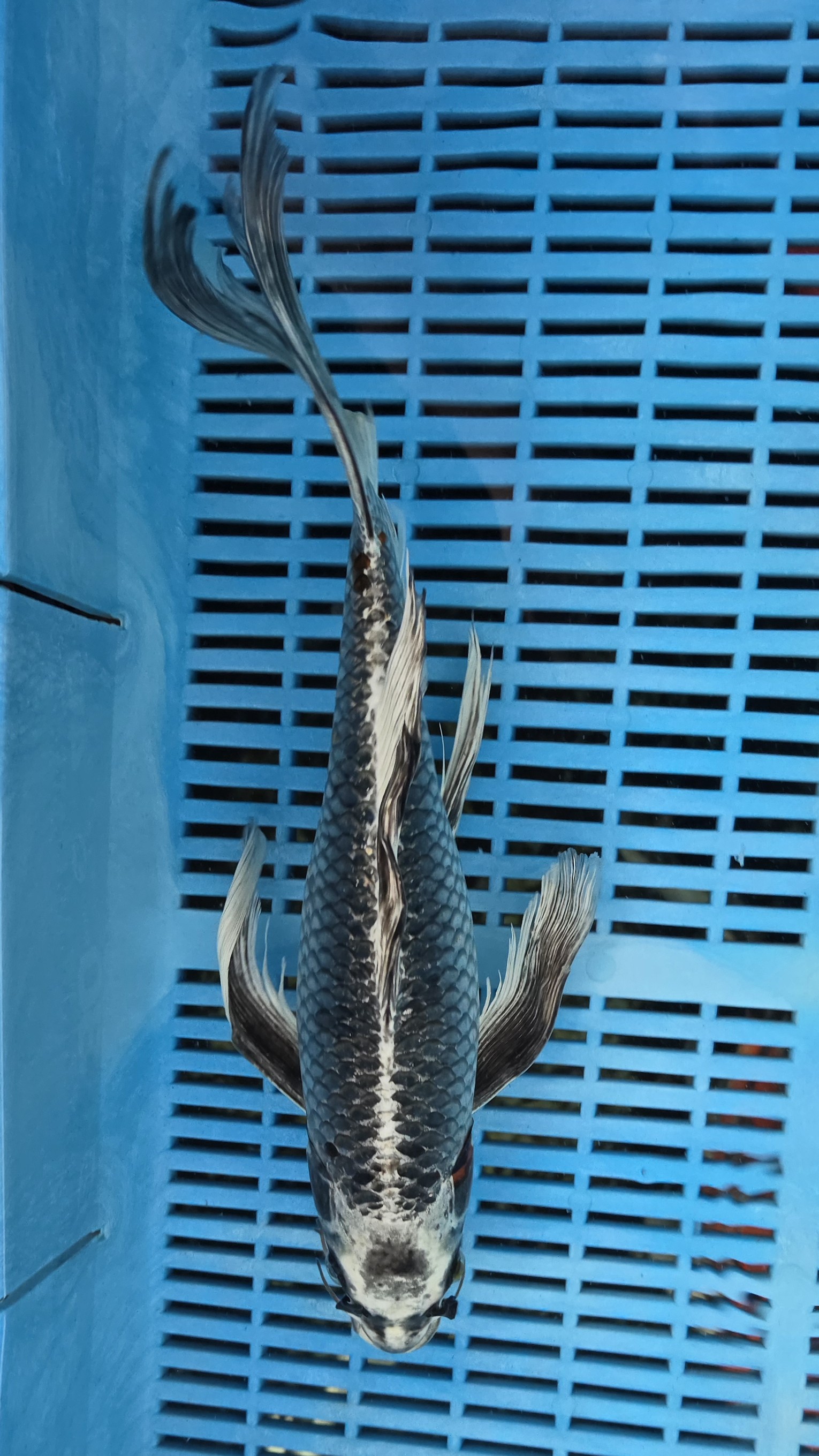 15" High Quality Hand Selected Beni Ginga Butterfly koi