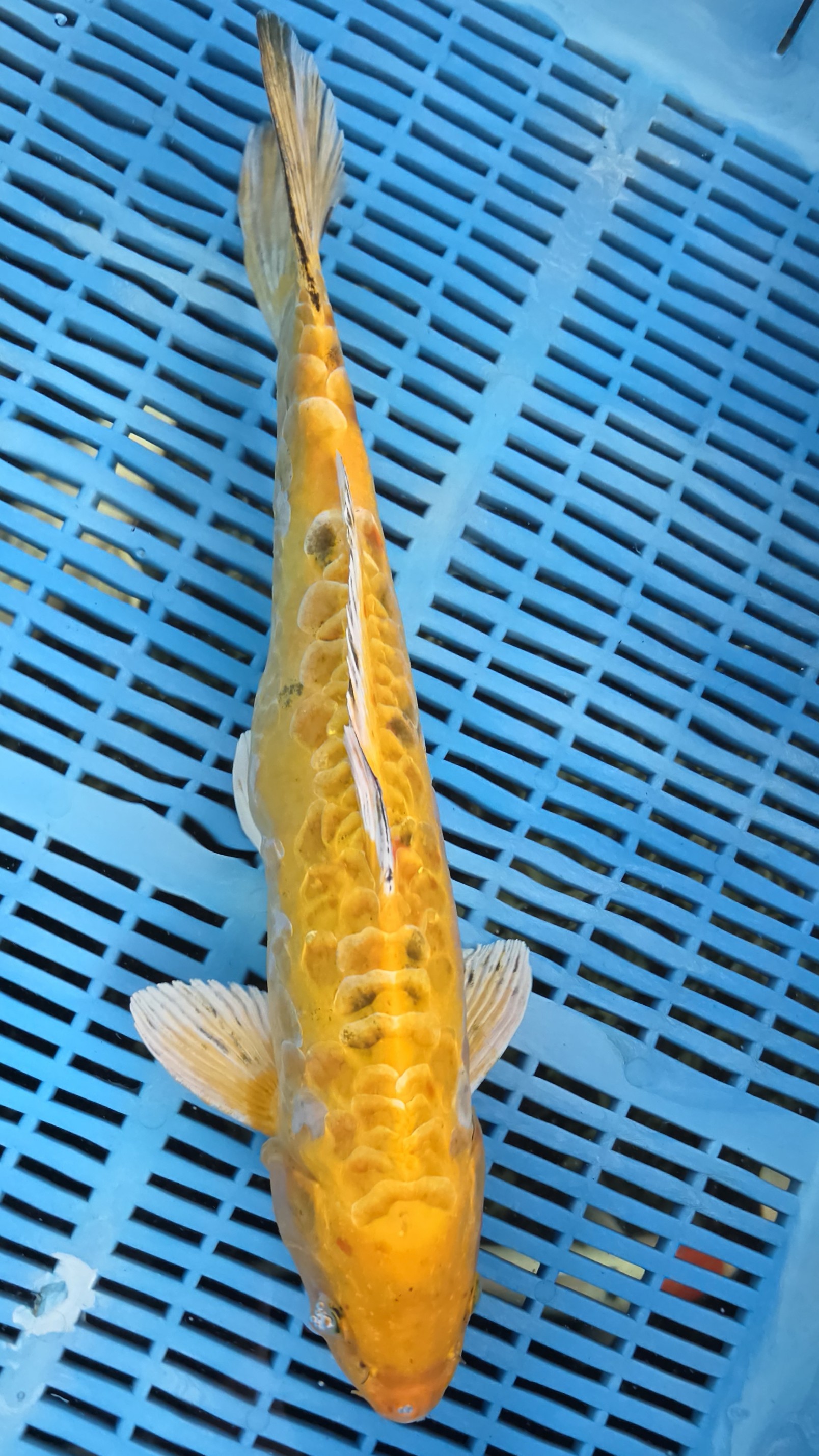 17" Doitsu Yamabuki *Summer Special*