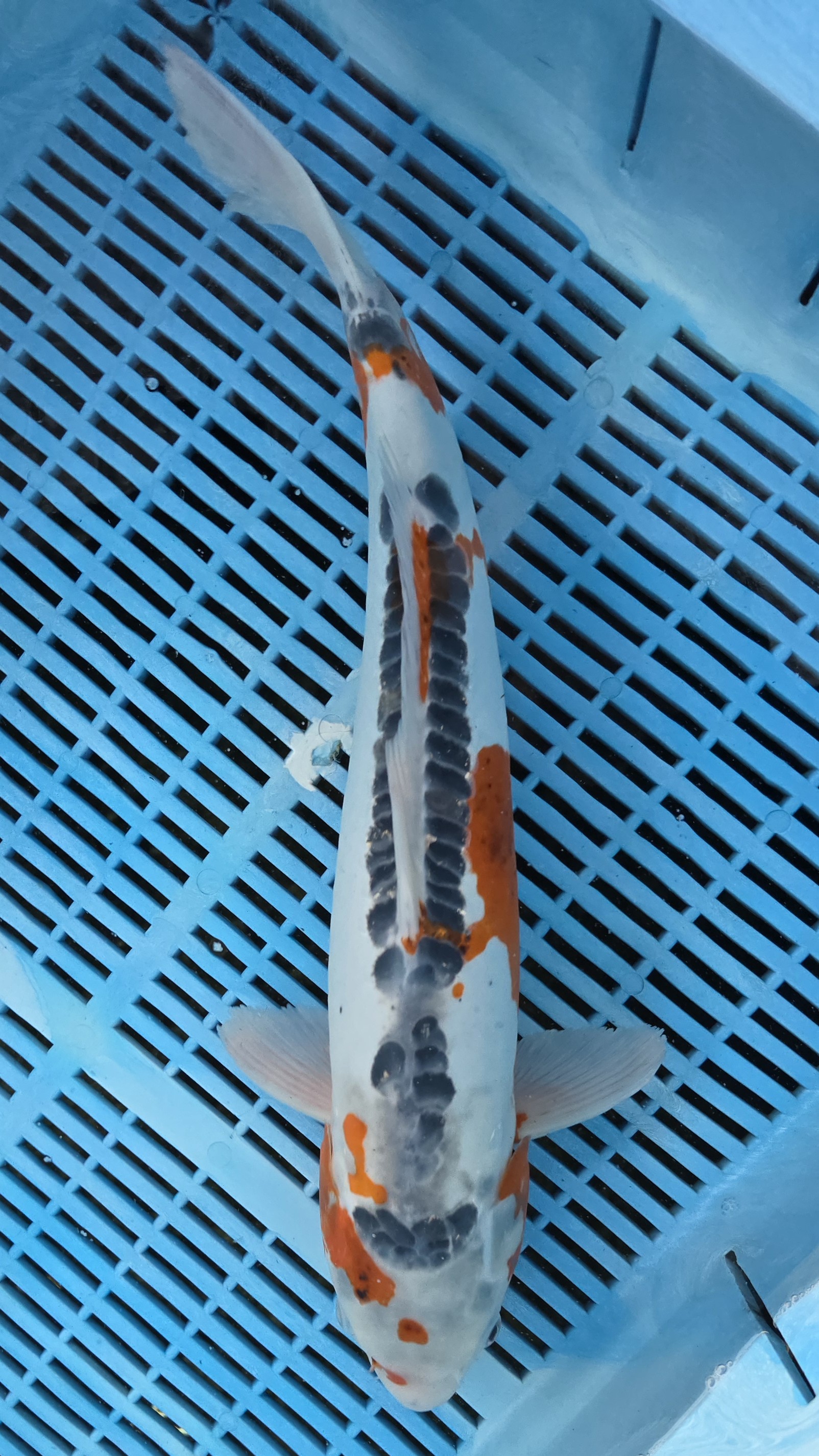 17" Shusui *Summer Special*