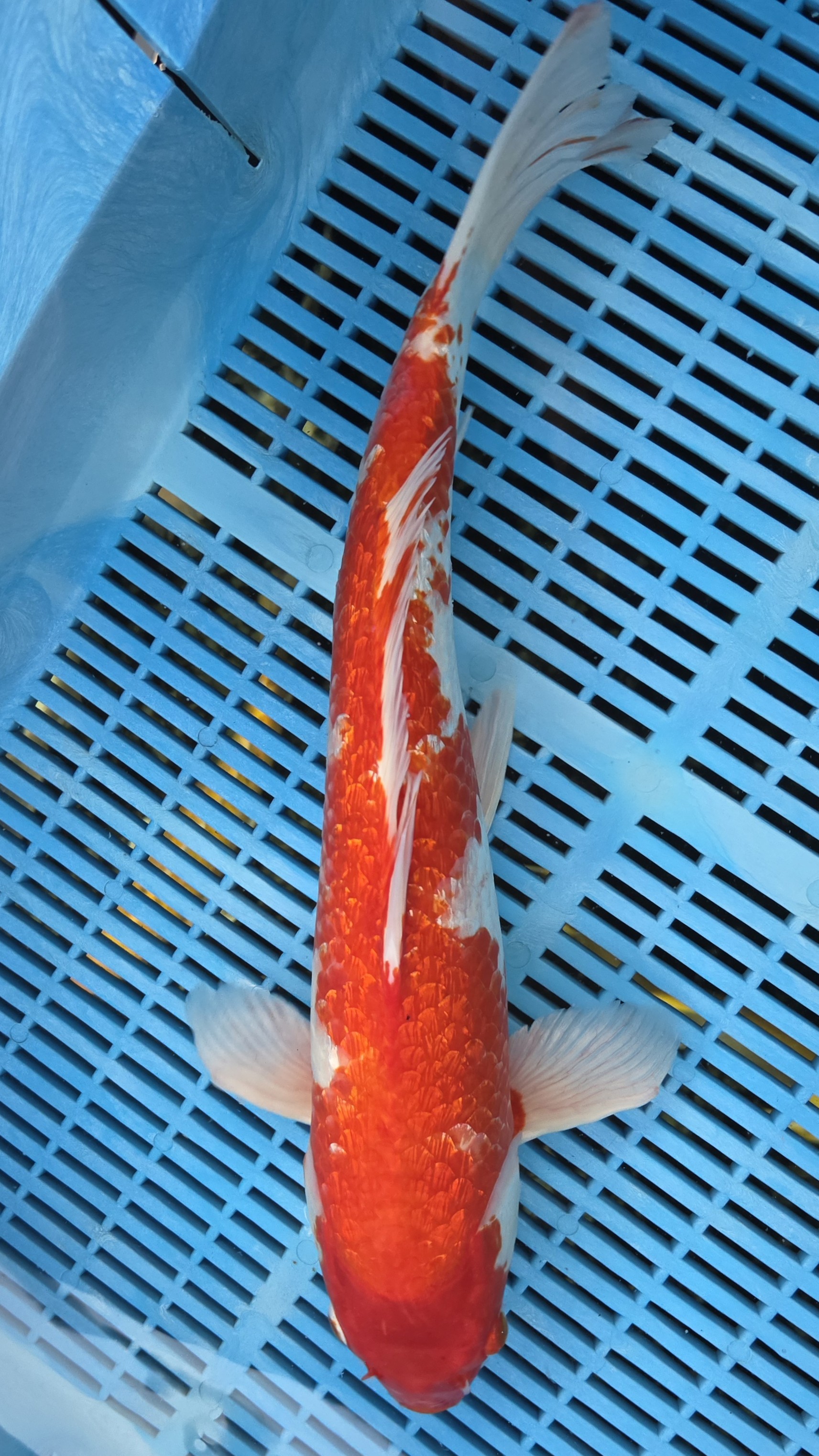 18" Gin Rin Kohaku *Summer Special*